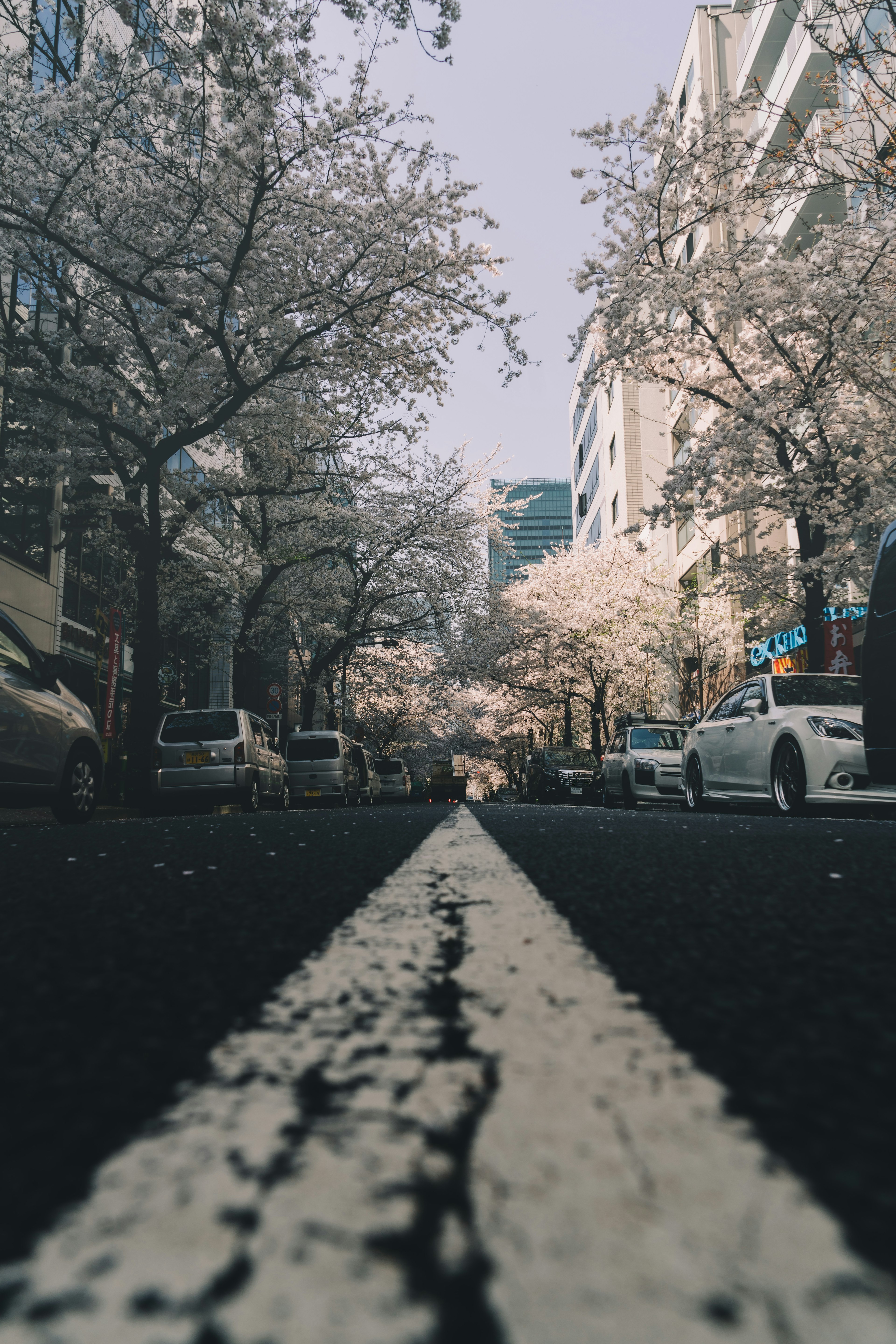 Street view lined with cherry blossom trees and white road markings