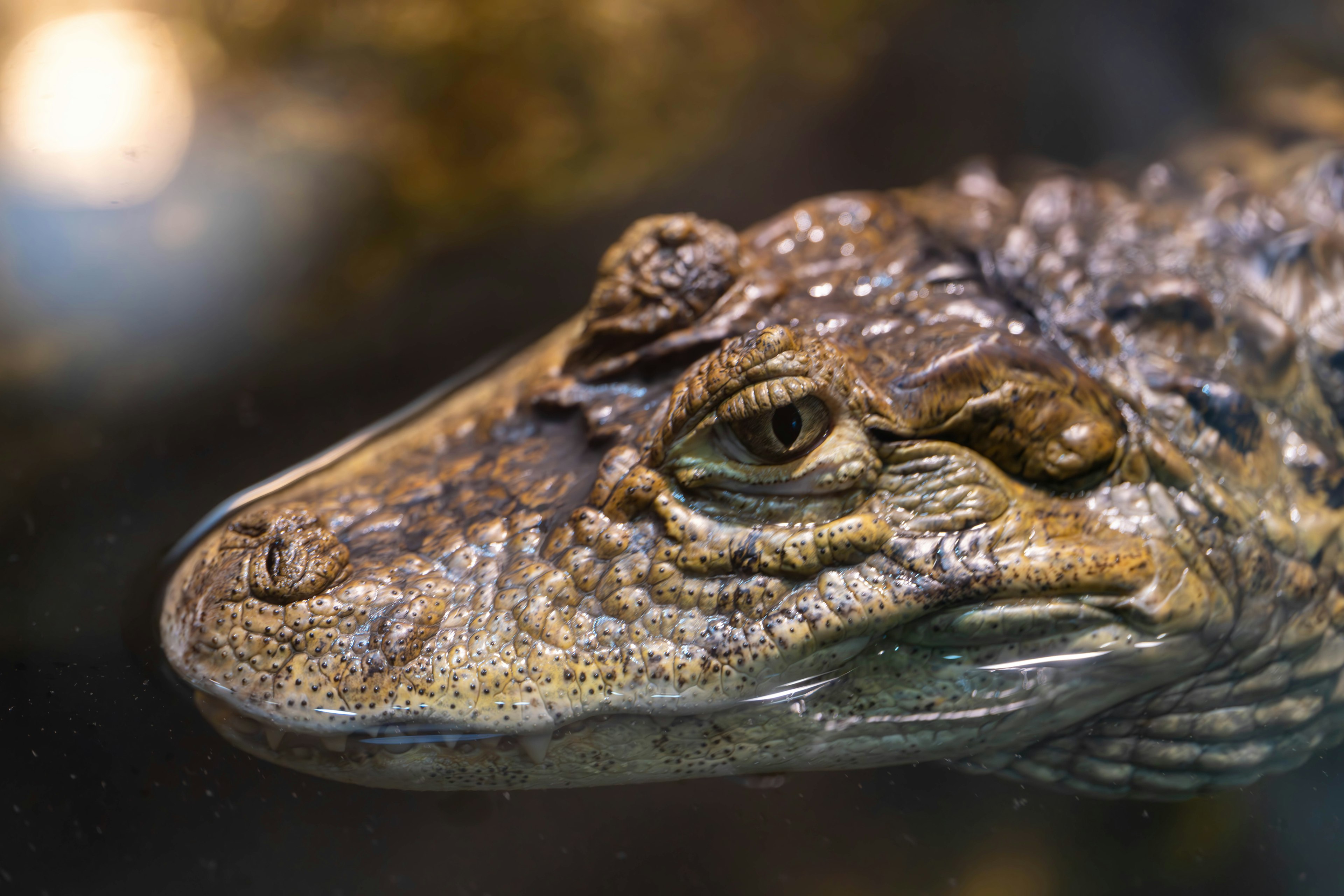 Close-up of a crocodile's face