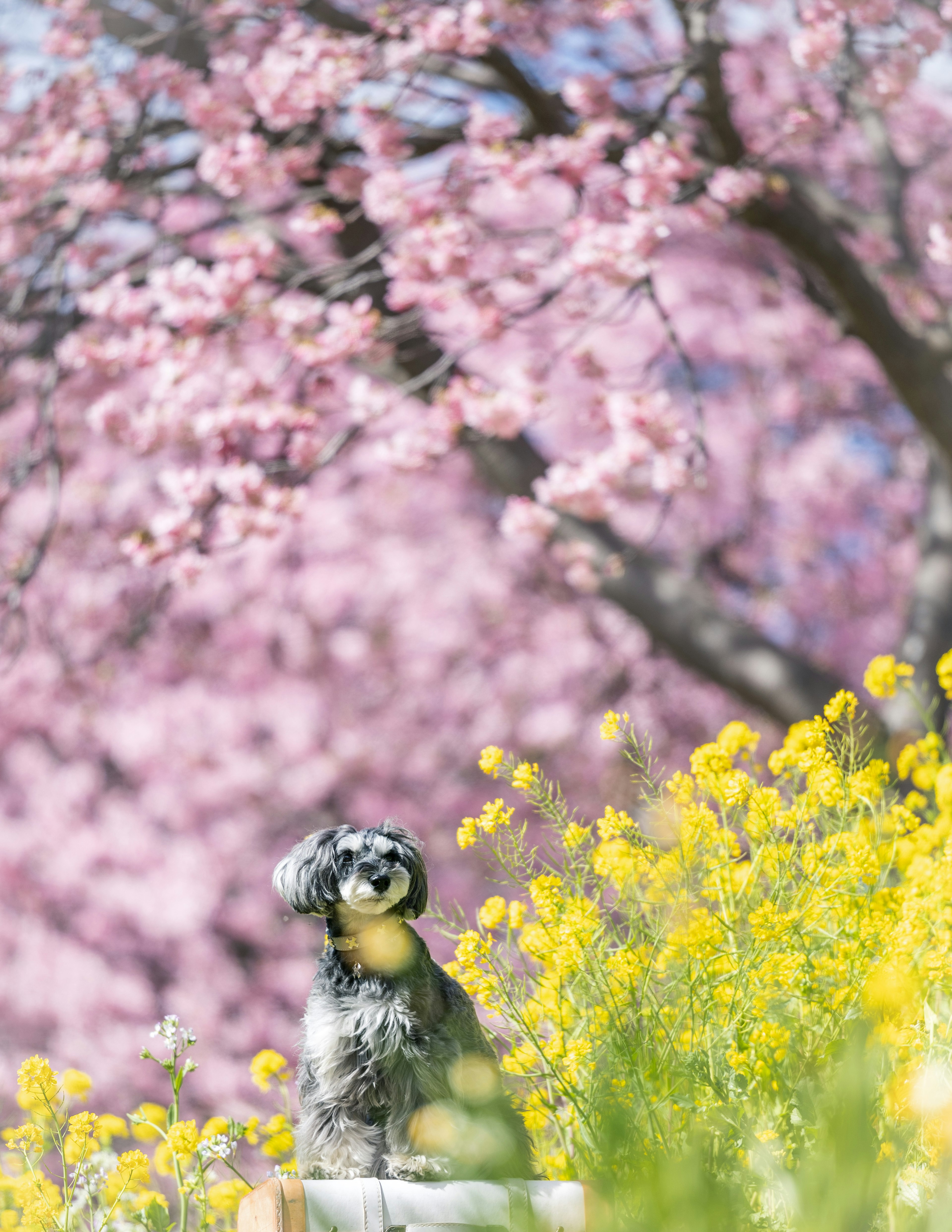 狗坐在黃色花叢中，背景是櫻花