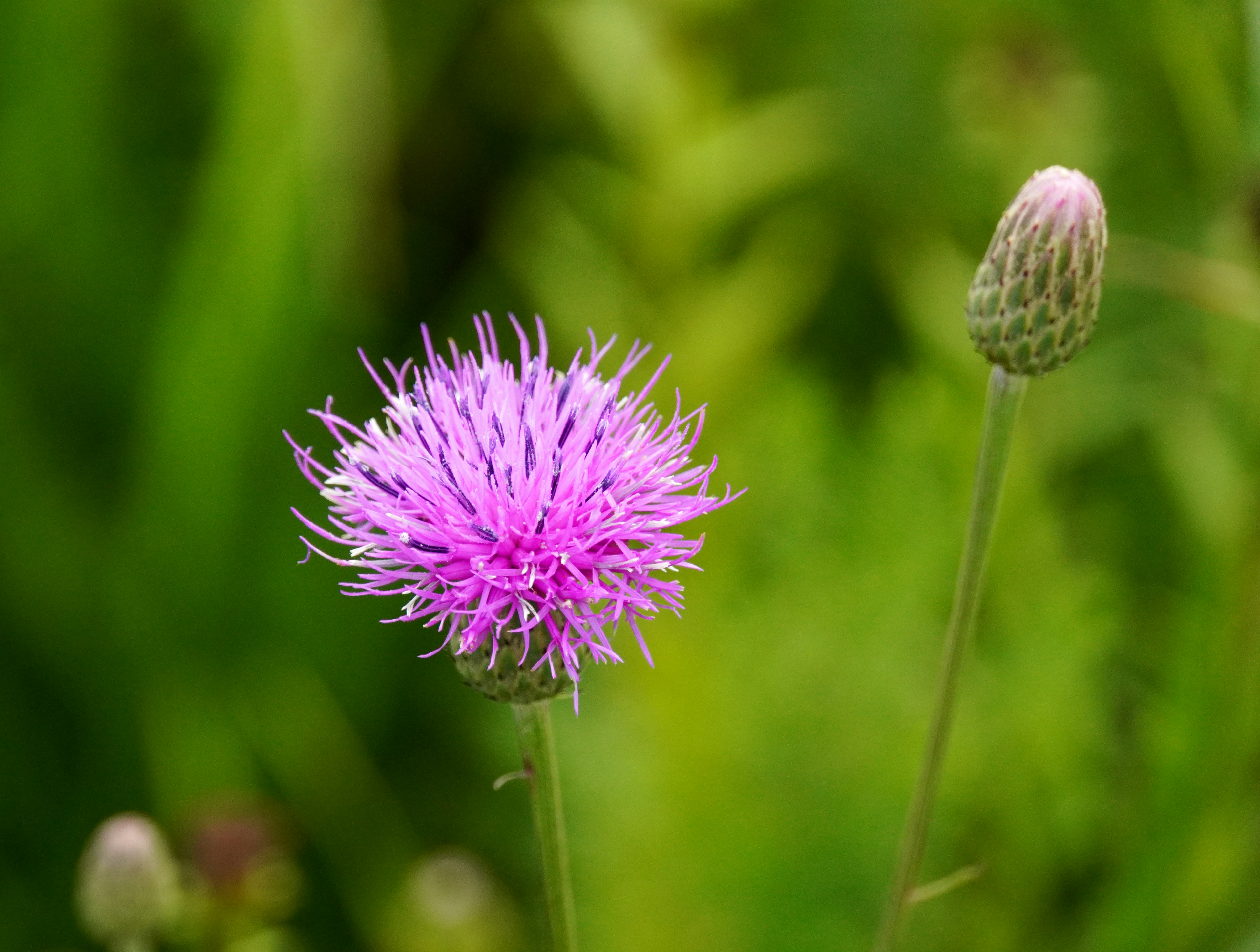 Lebendige lila Blume und Knospe vor grünem Hintergrund