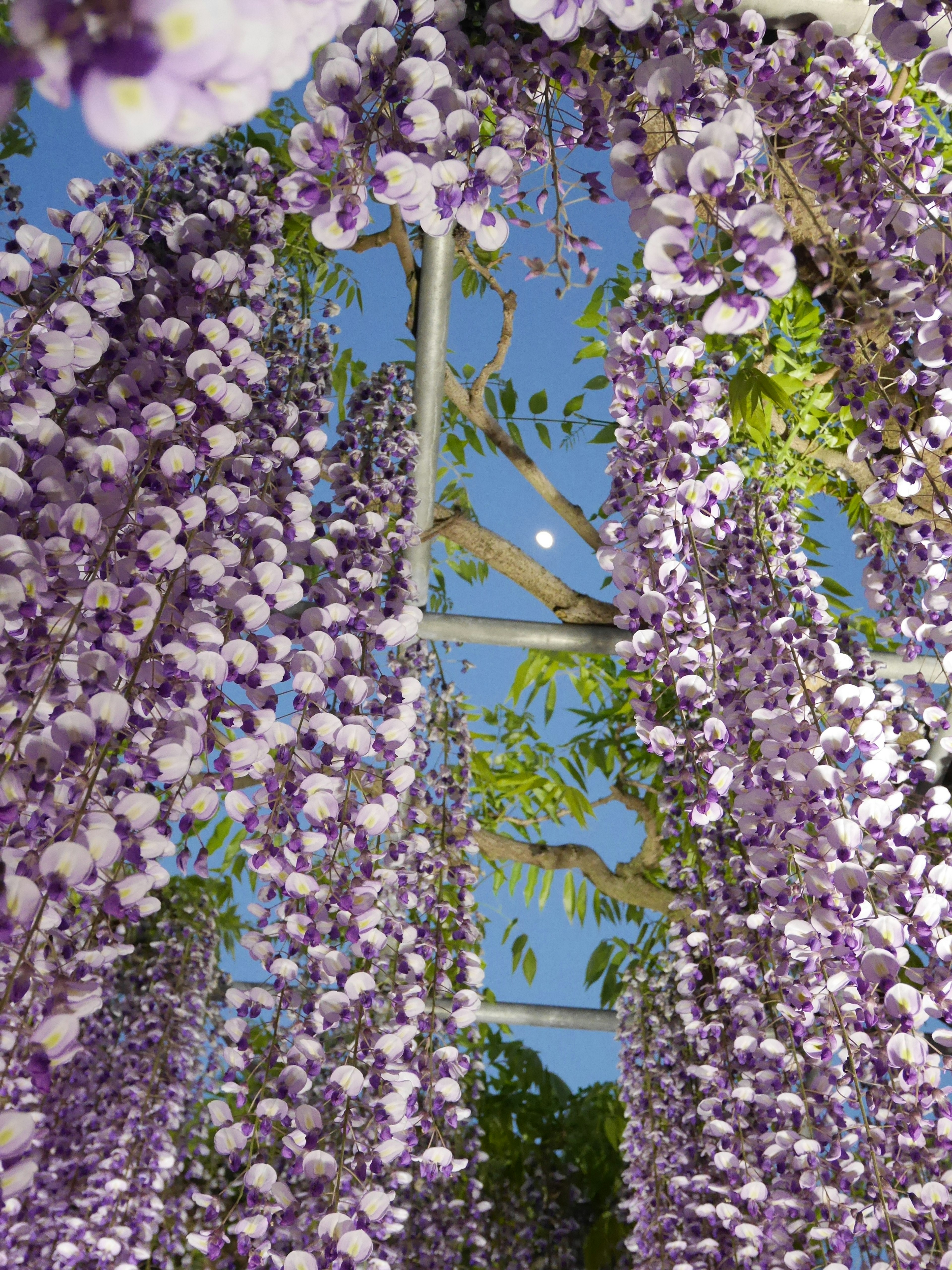 Hermosa vista de flores de glicinia moradas colgantes