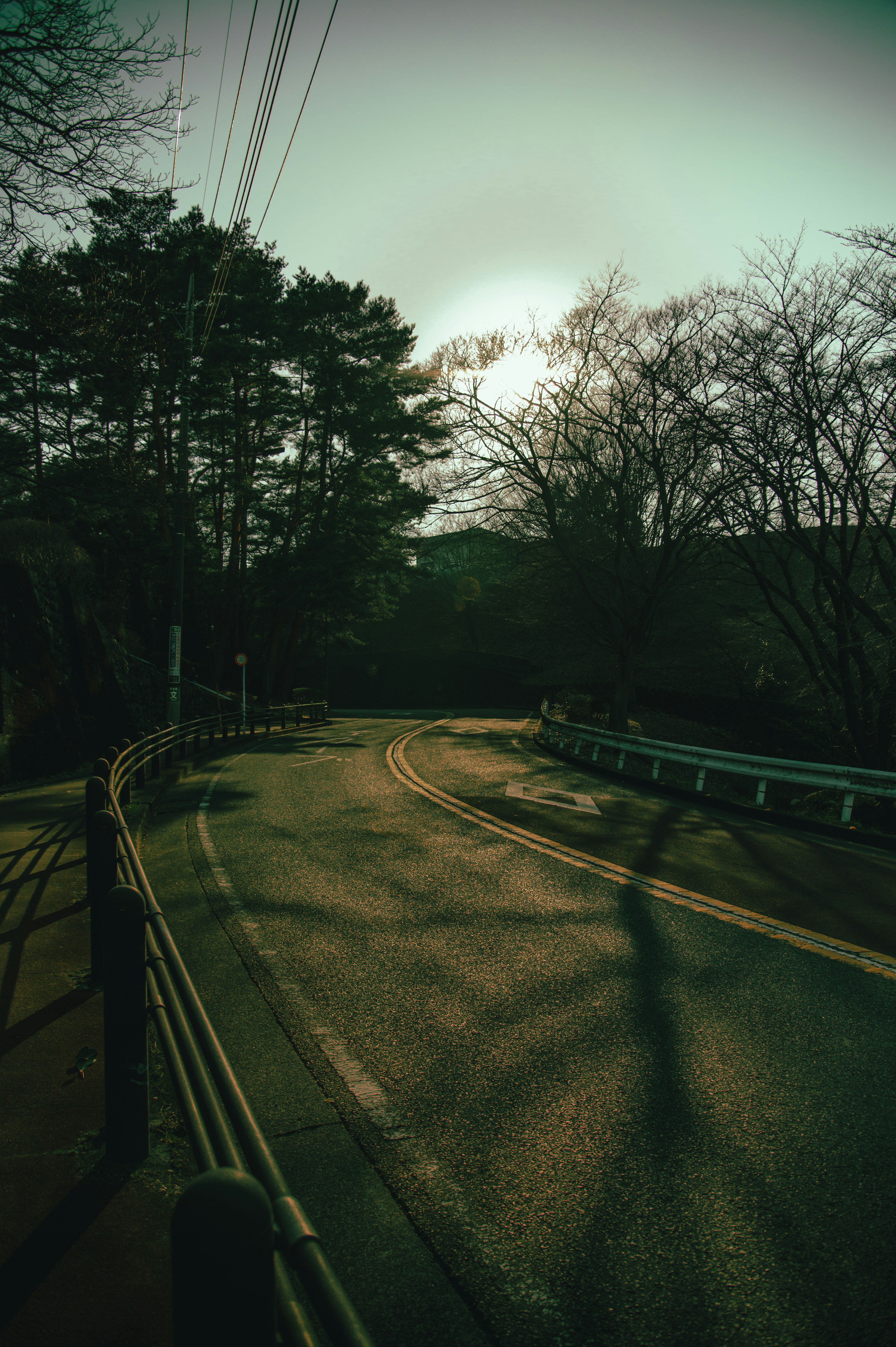 Camino curvado al anochecer con sombras y árboles