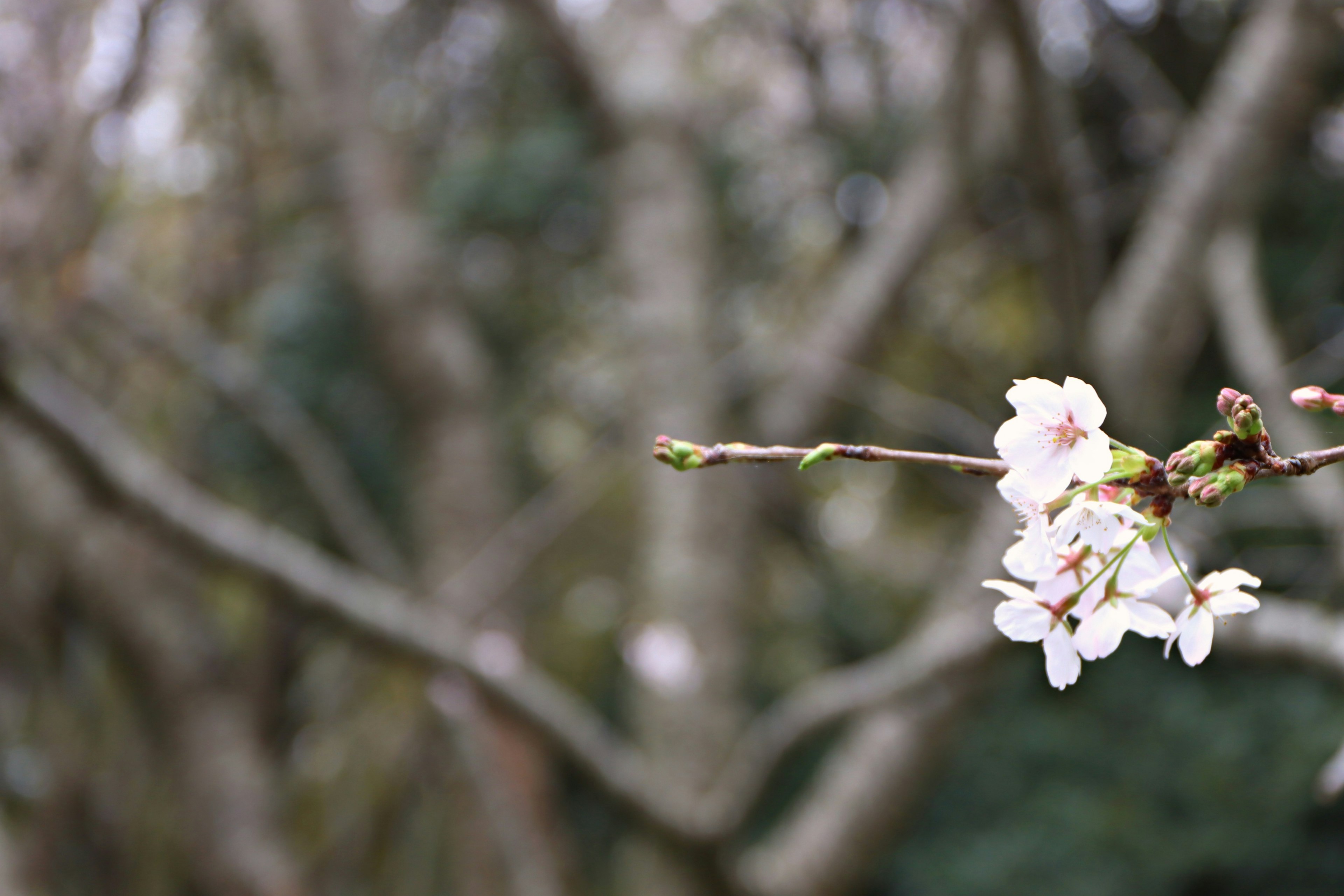 桜の花が咲いている枝のクローズアップ背景にはぼやけた木々