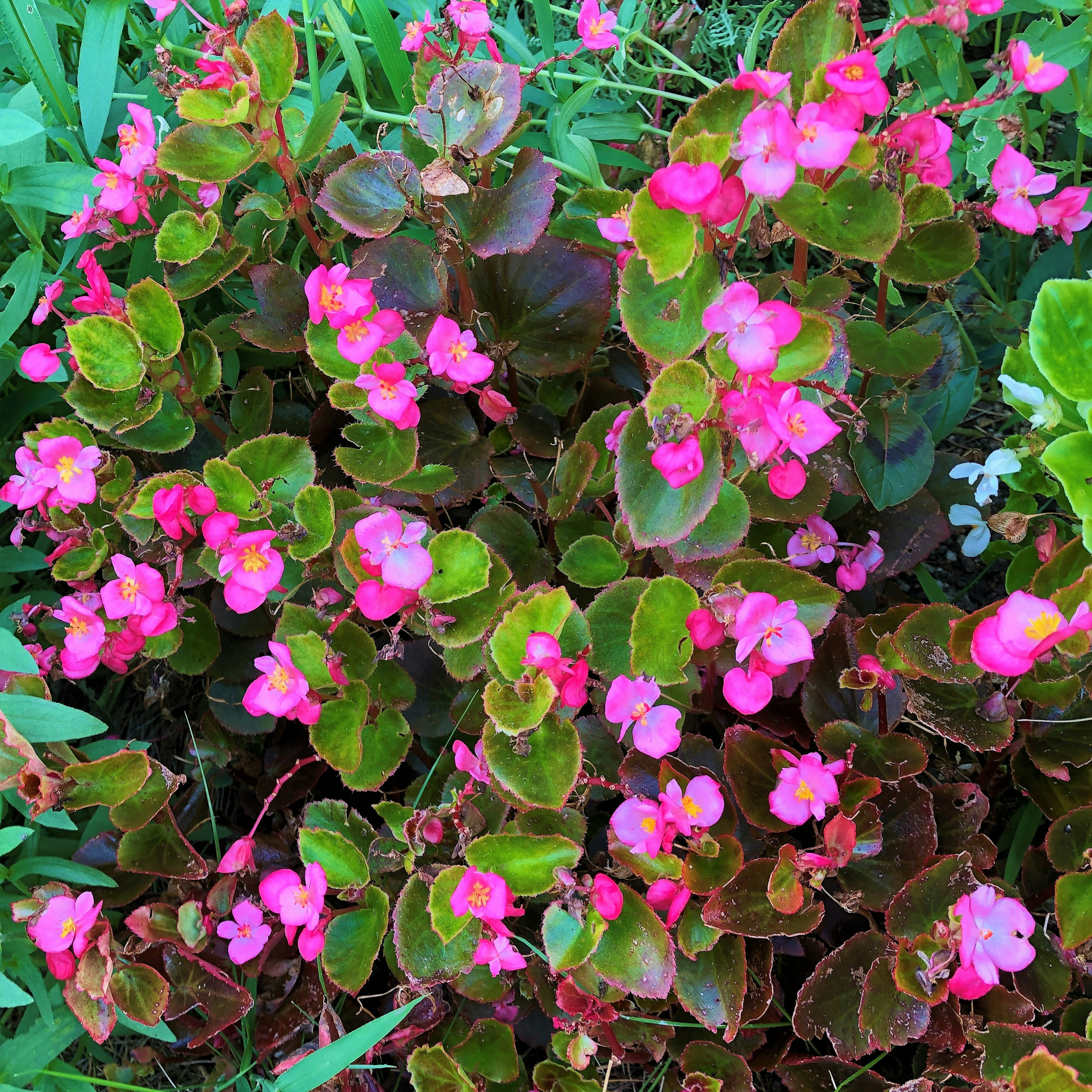 hoa hồng tươi sáng nở trong cụm hoa begonia