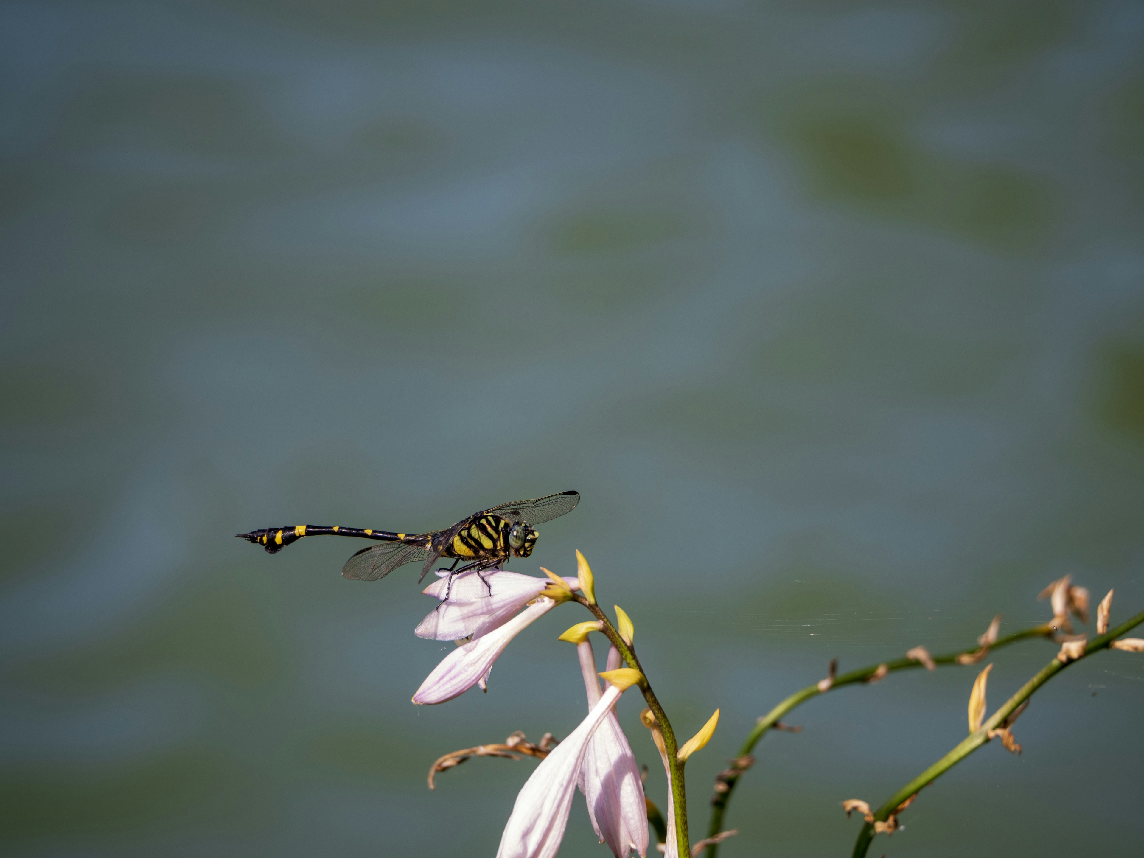 Gelbe und schwarze Libelle, die auf einer rosa Blume am Wasser sitzt