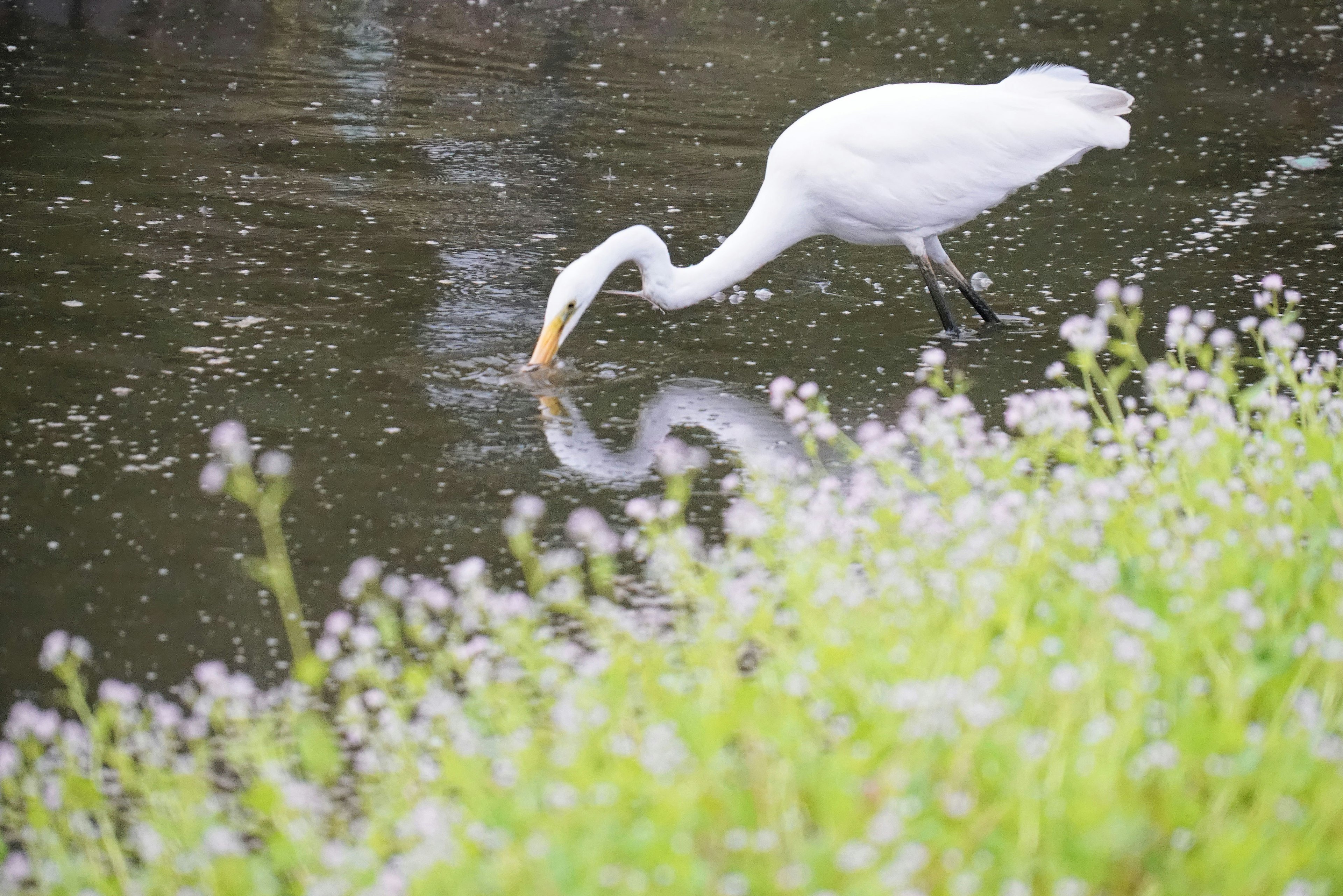 Eine weiße Garbe, die ihr Spiegelbild in einer ruhigen Wasserszene einfängt