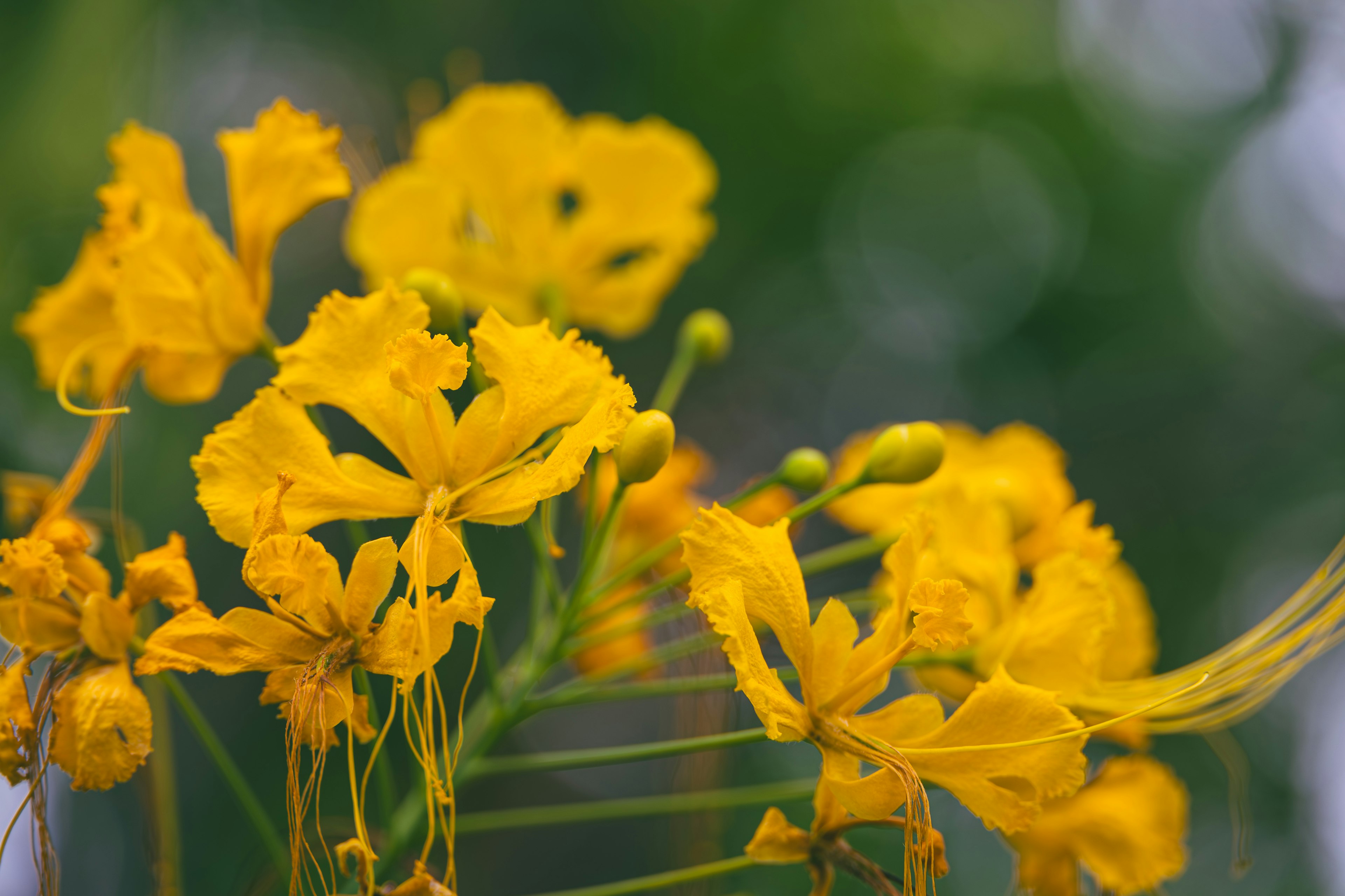 Acercamiento de flores amarillas vibrantes en flor