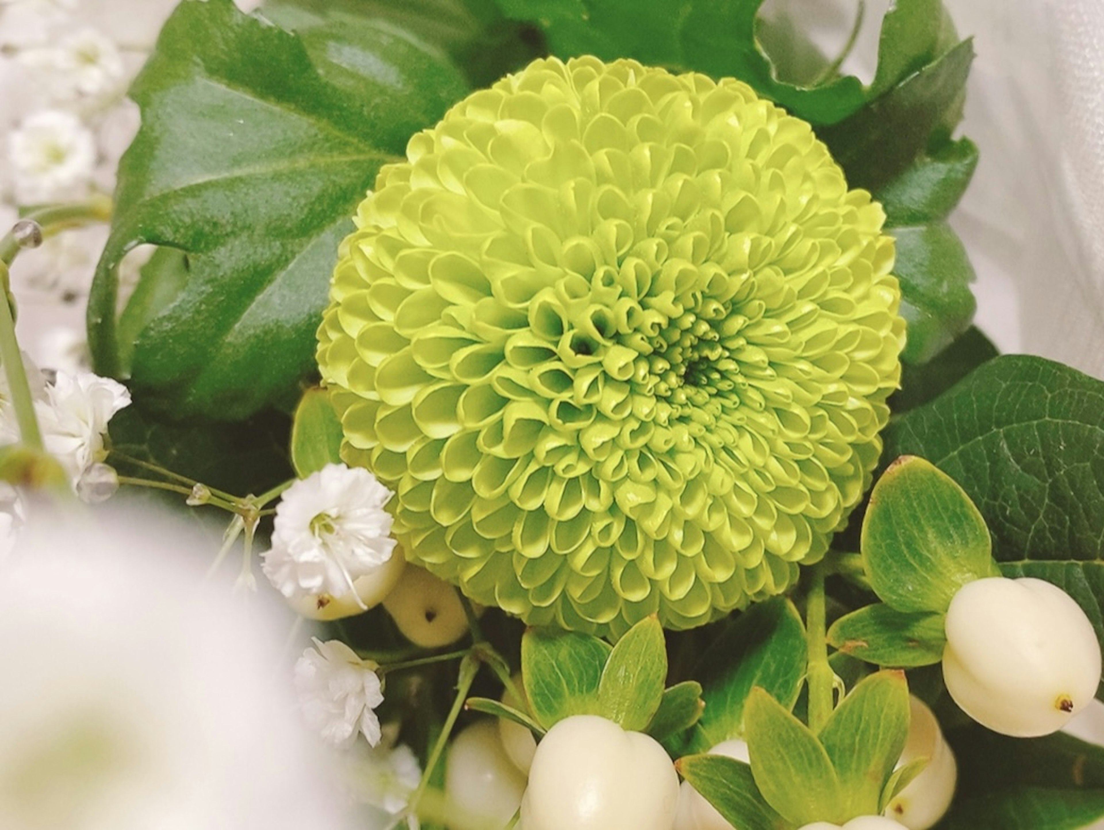 Primer plano de un crisantemo verde brillante rodeado de flores blancas y hojas verdes