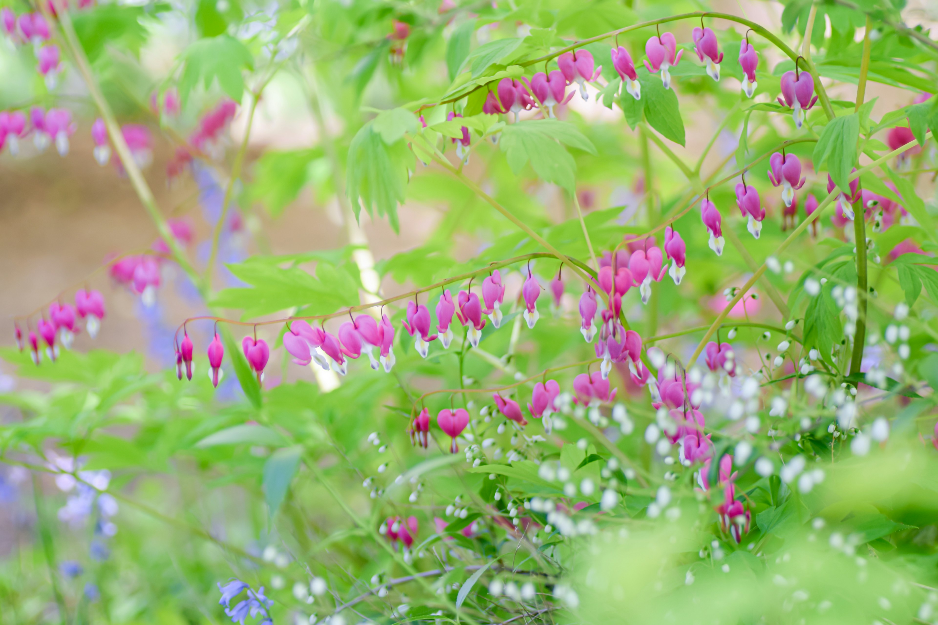 A scene of small pink flowers surrounded by green leaves