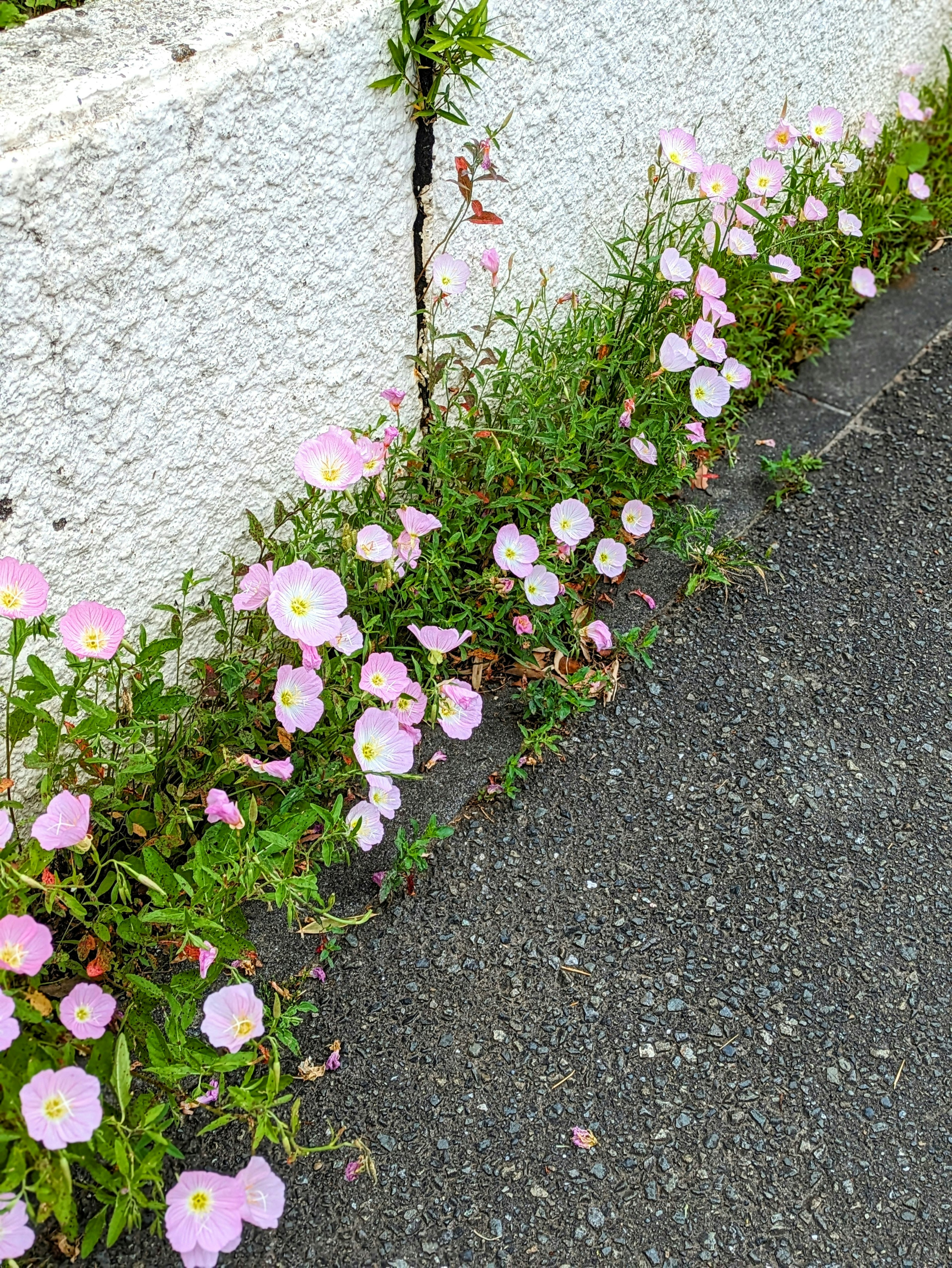 Fleurs roses pâles fleurissant près d'un mur blanc avec de la verdure