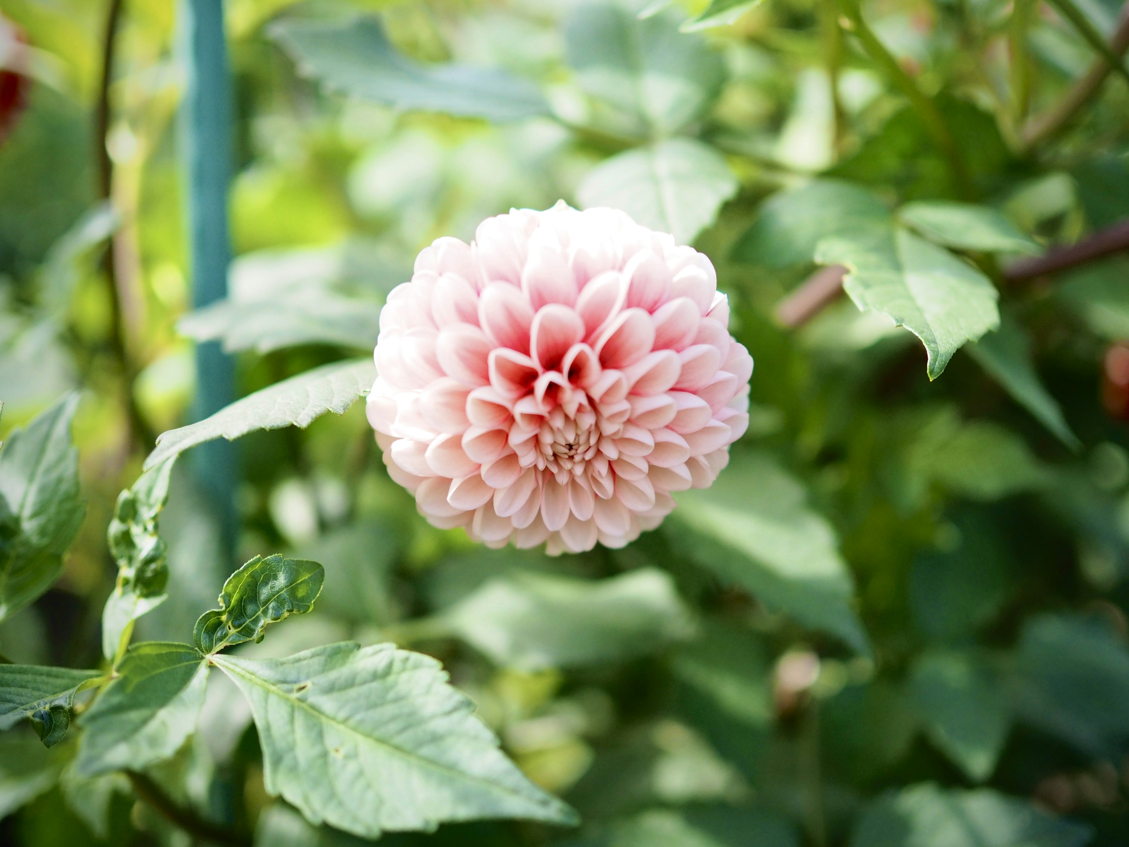 A pale pink dahlia flower with layered petals surrounded by green leaves