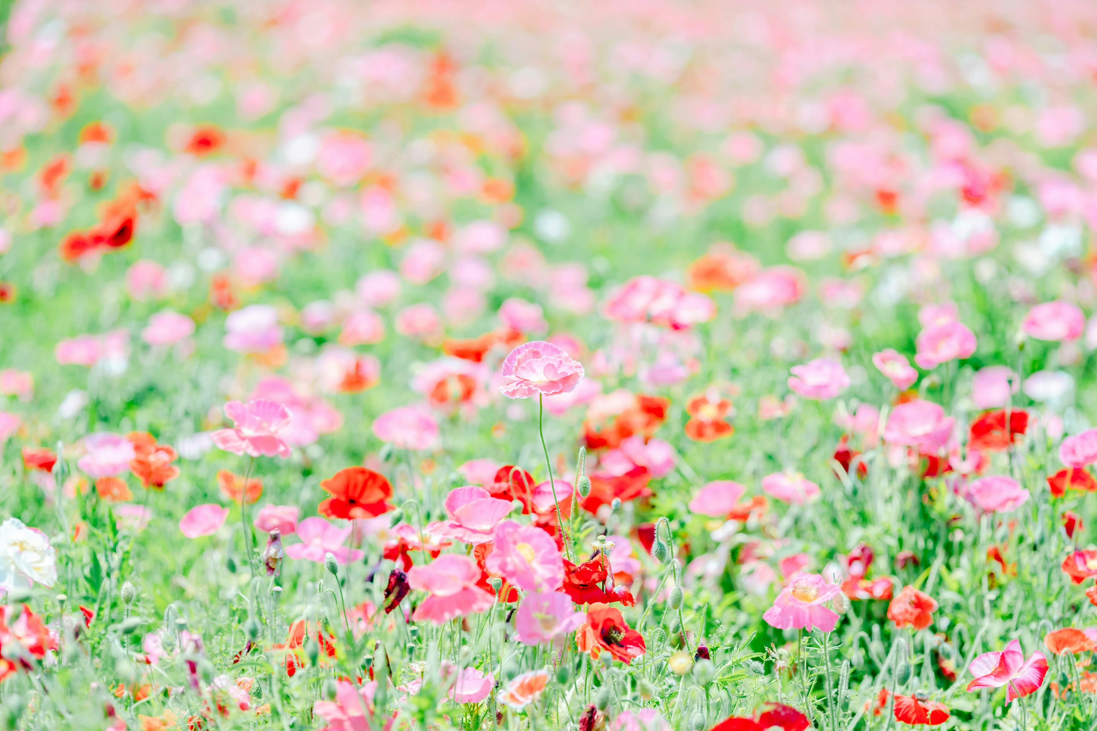 Ein lebhaftes Feld voller blühender rosa und roter Blumen