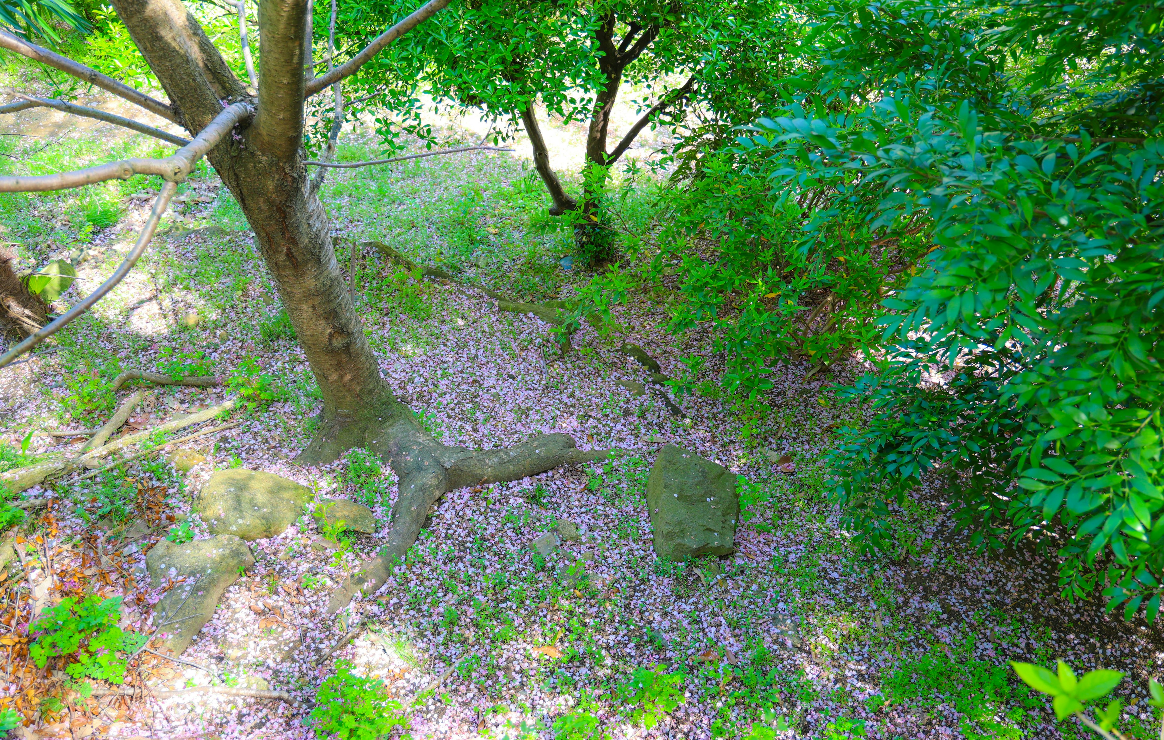 A serene view of trees with green leaves and scattered fallen petals