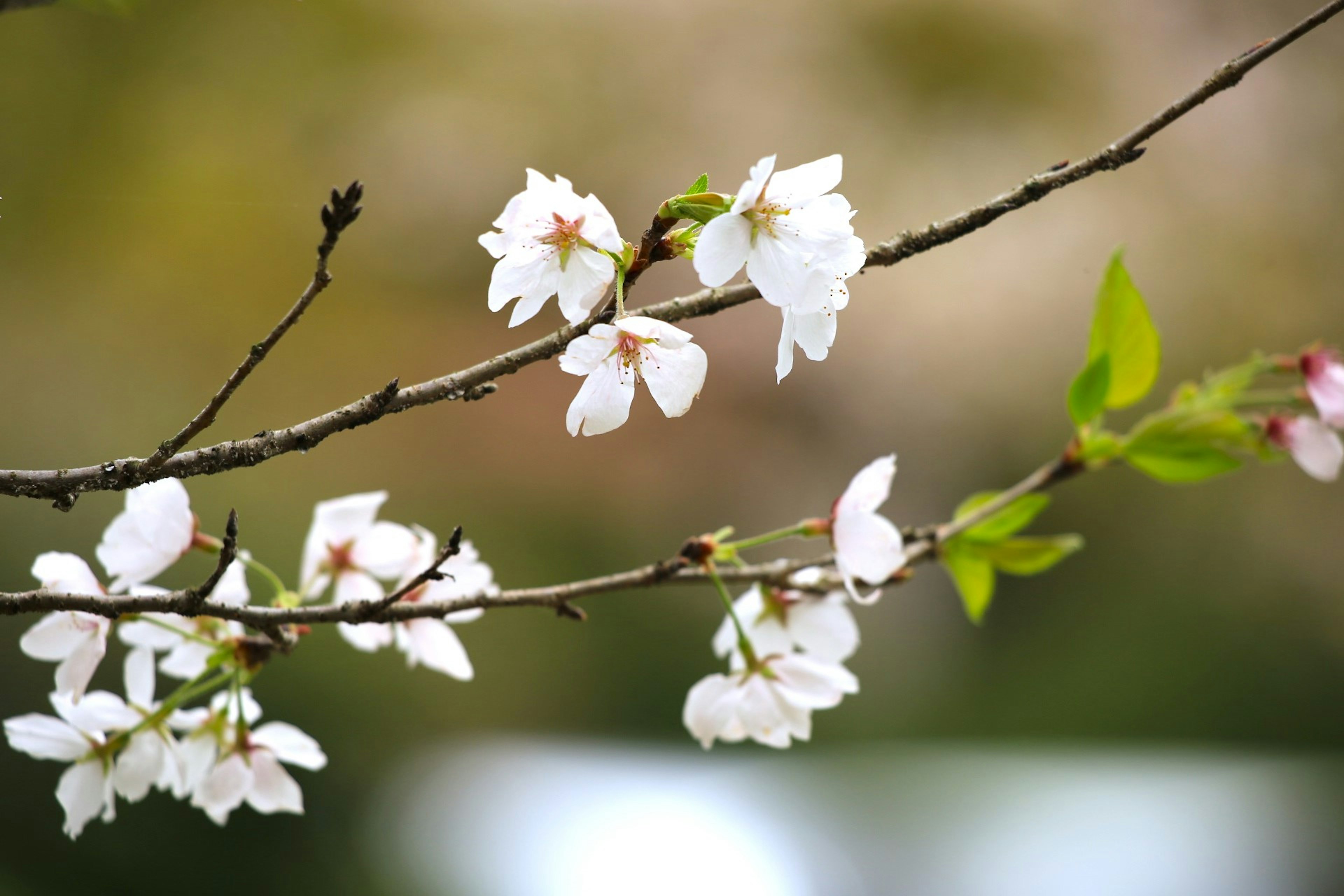 Gros plan sur une branche avec des fleurs de cerisier blanches