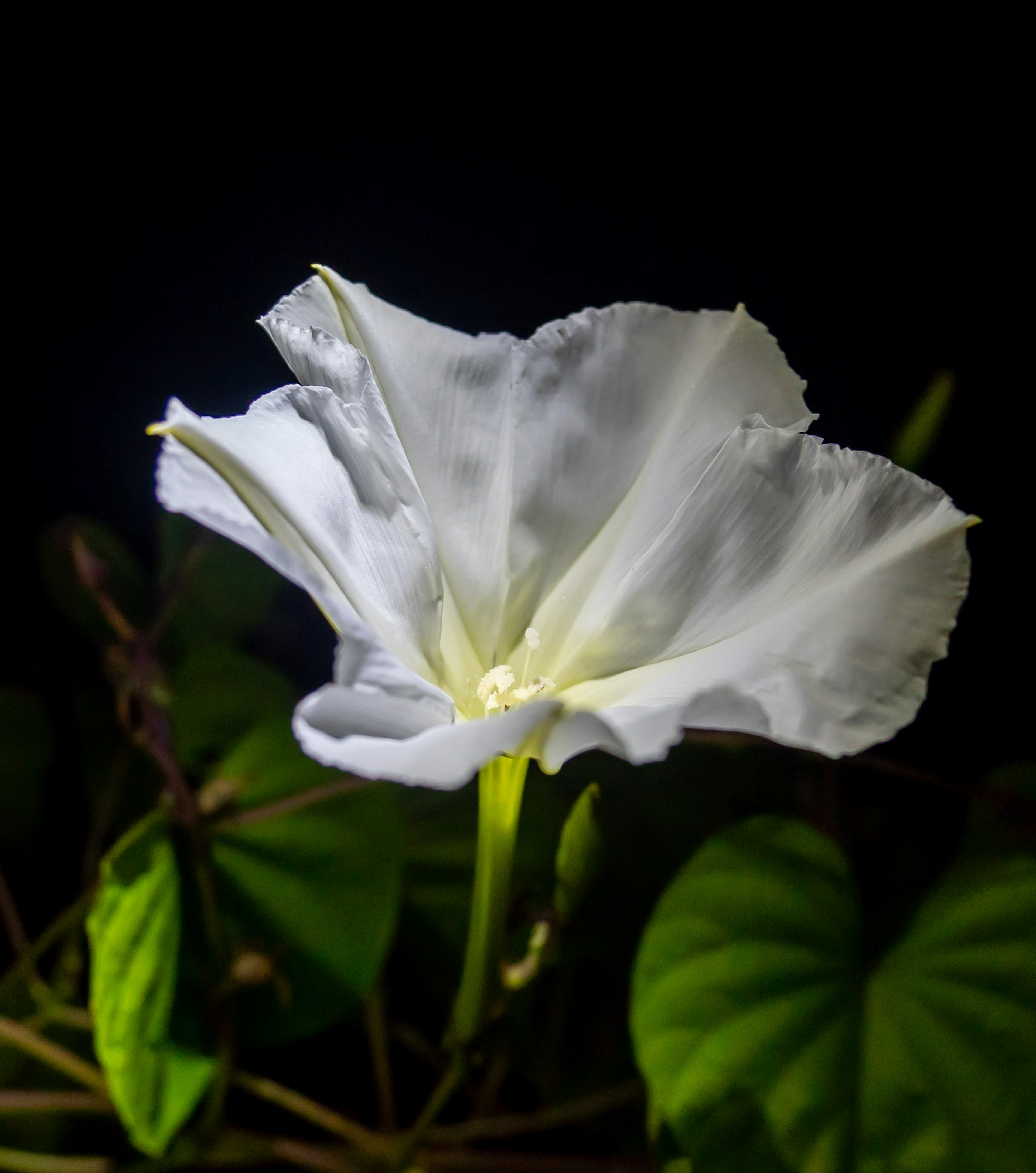 白い花が暗い背景に浮かび上がっています