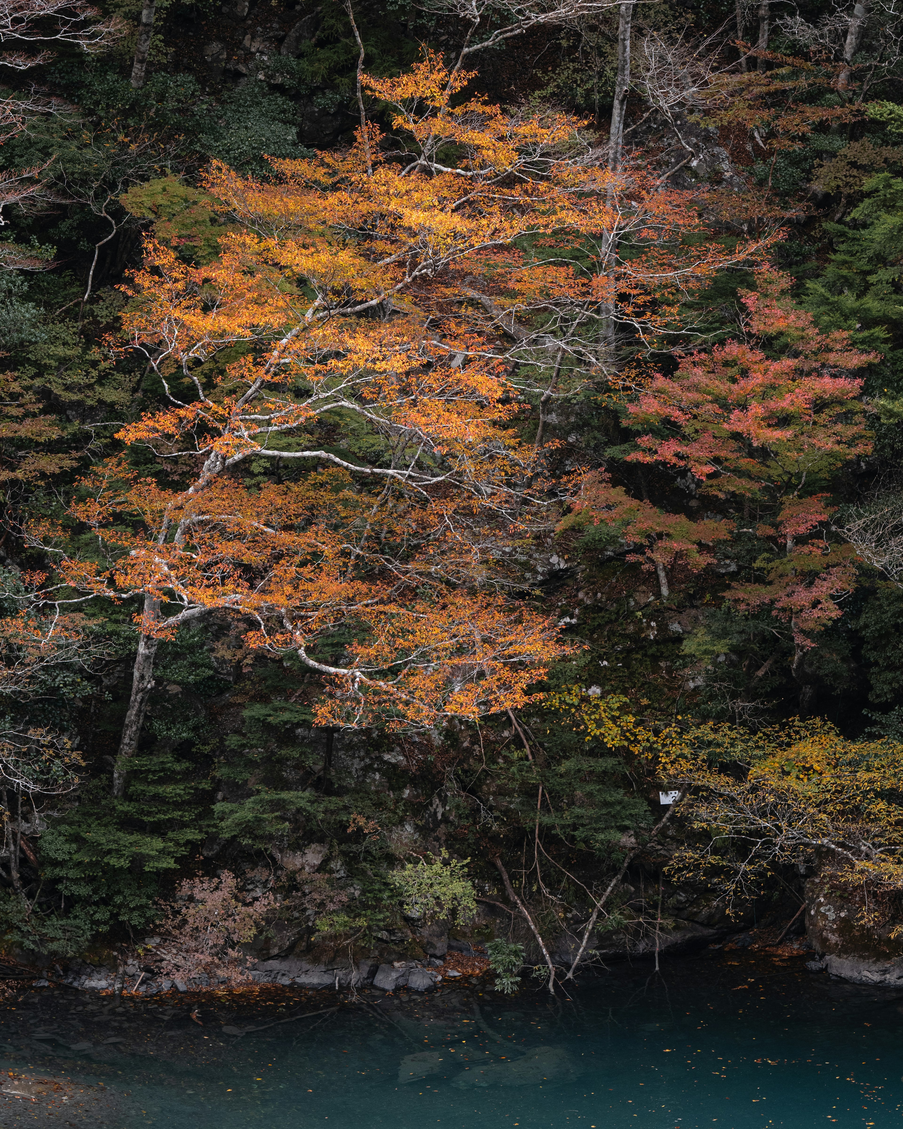 秋の色彩で彩られた木々と青い水面の景観