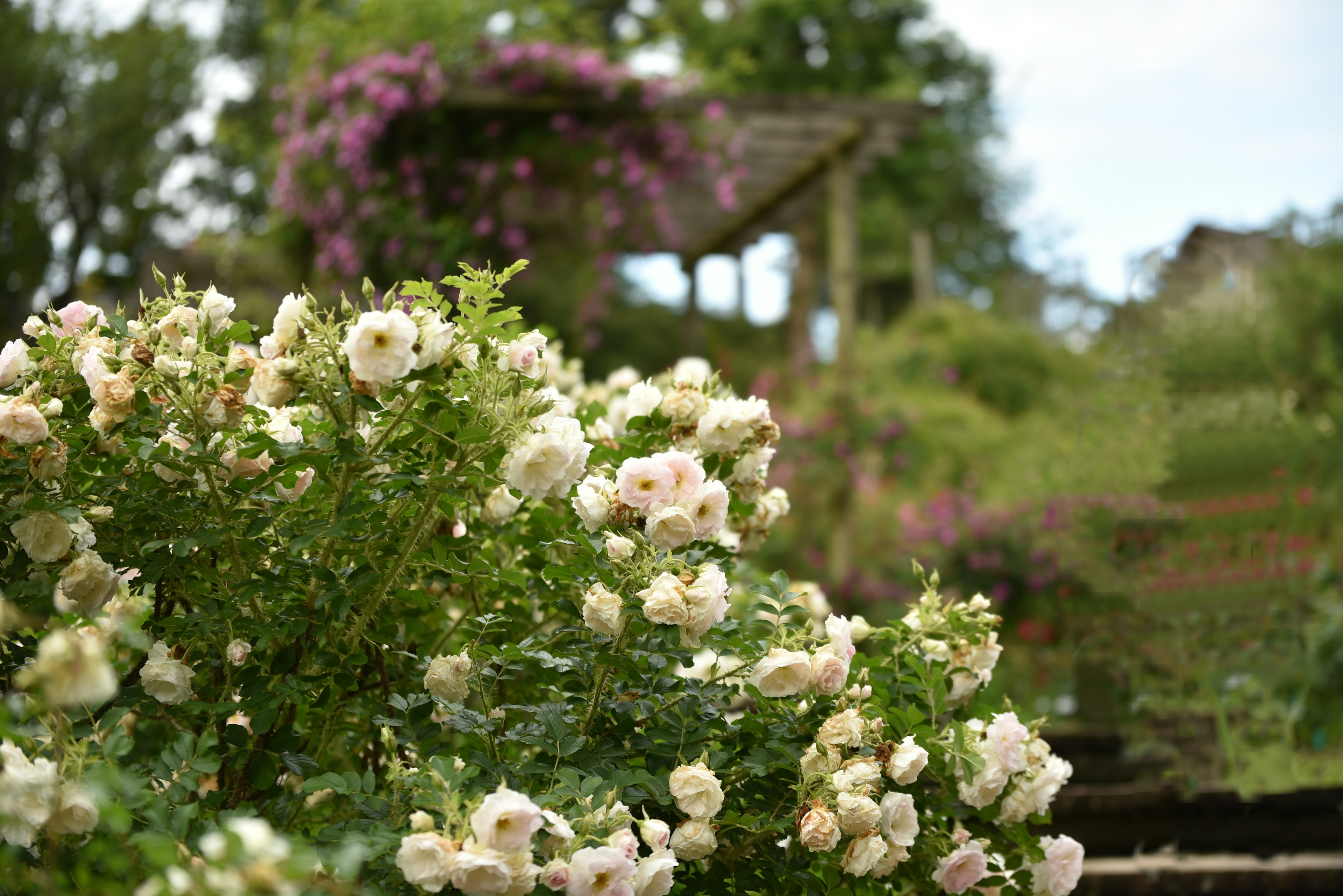 A beautiful garden scene featuring blooming white roses