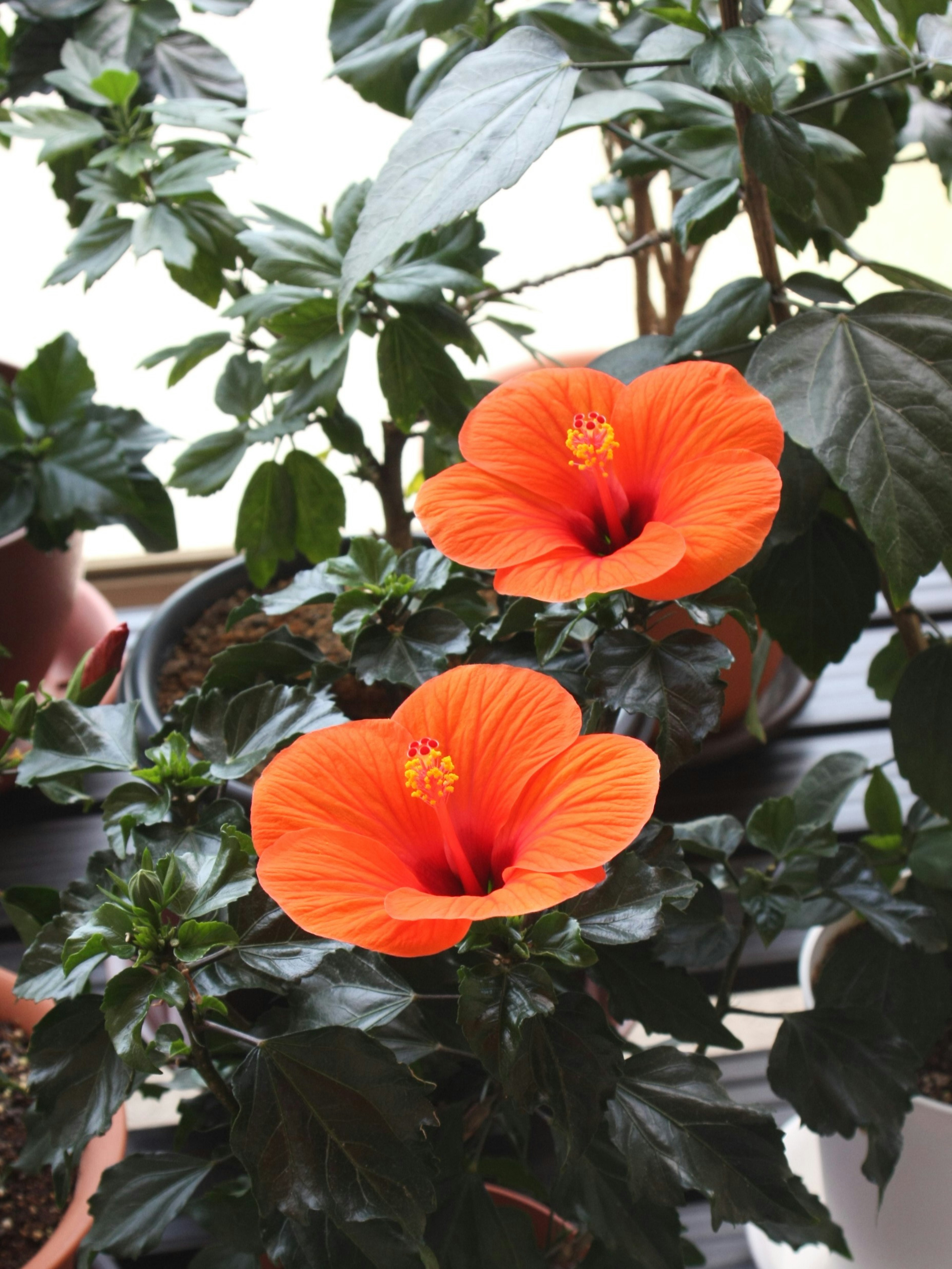 Two vibrant orange hibiscus flowers blooming among green leaves