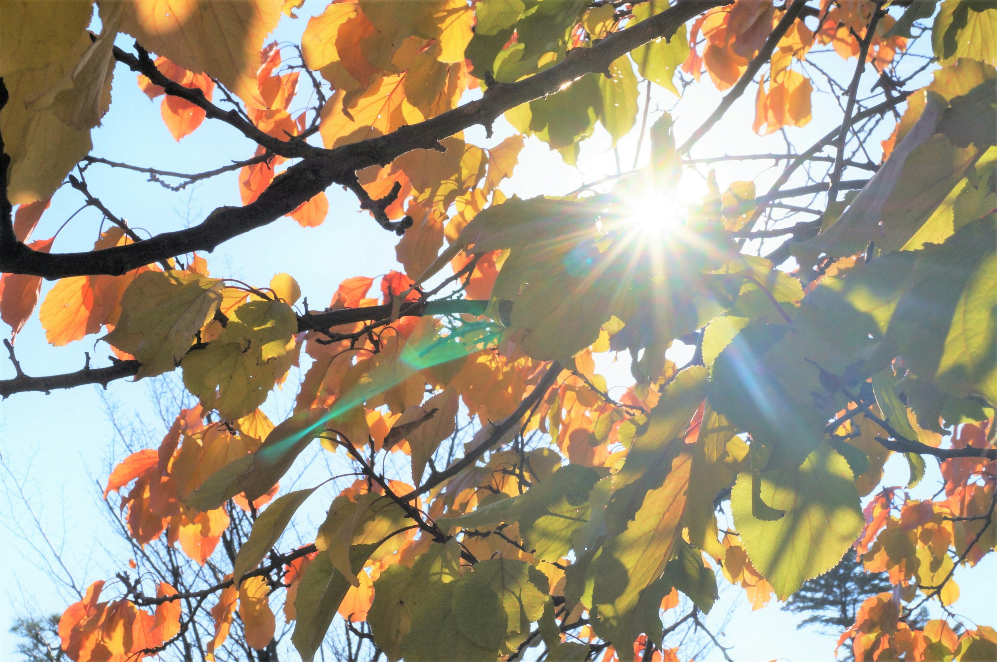 Branches with autumn leaves illuminated by sunlight