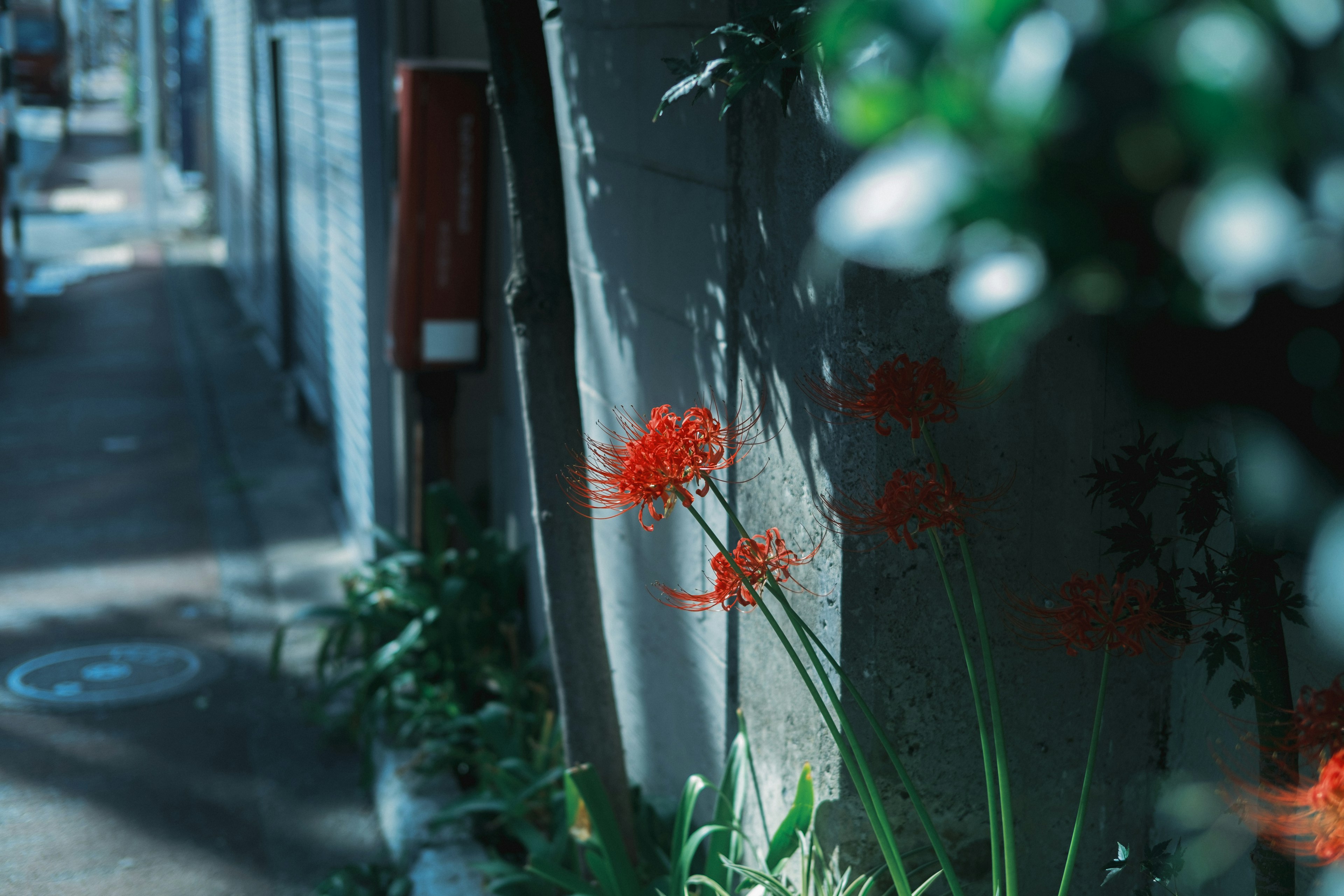 Street scene featuring red flowers and green foliage