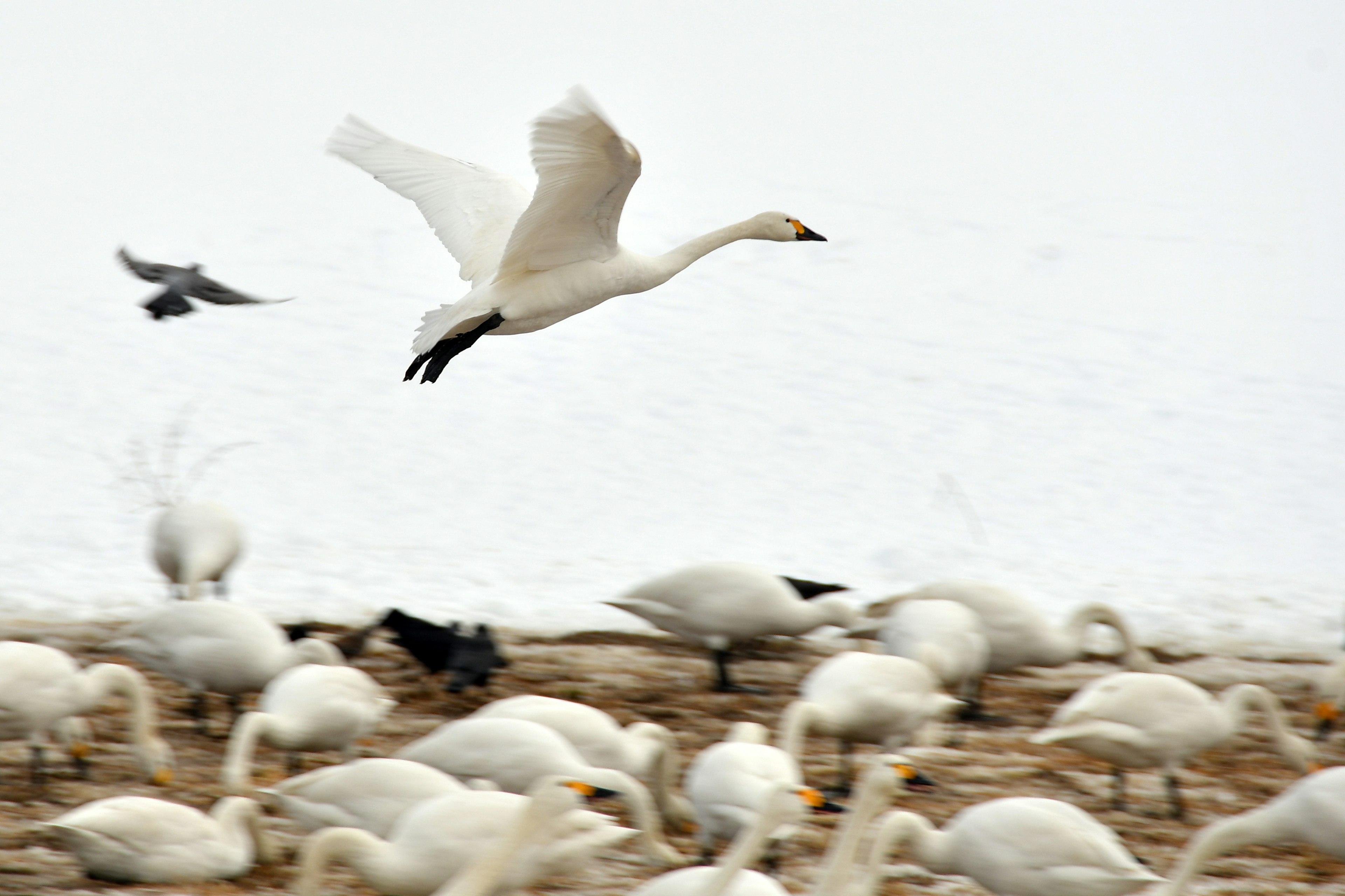 Un cigno che prende il volo tra un gruppo di cigni su uno sfondo innevato