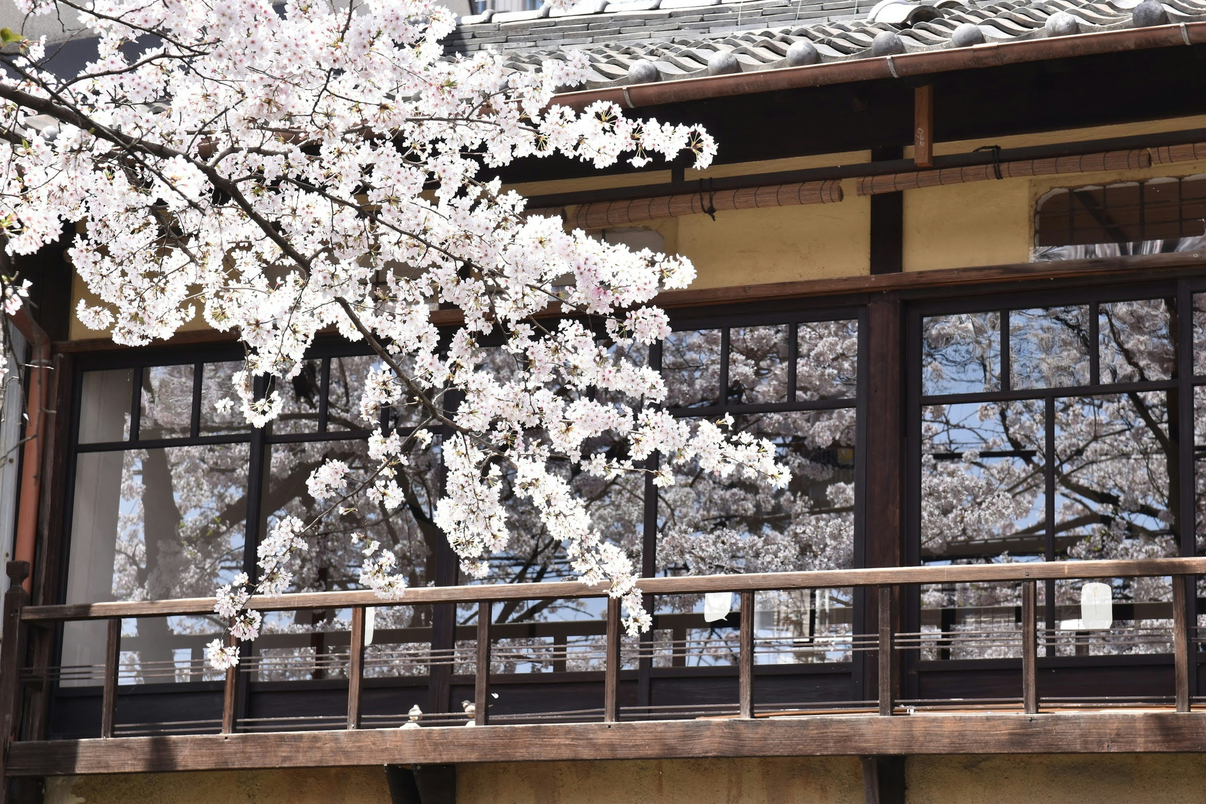 Balcon d'un bâtiment japonais traditionnel avec des cerisiers en fleurs