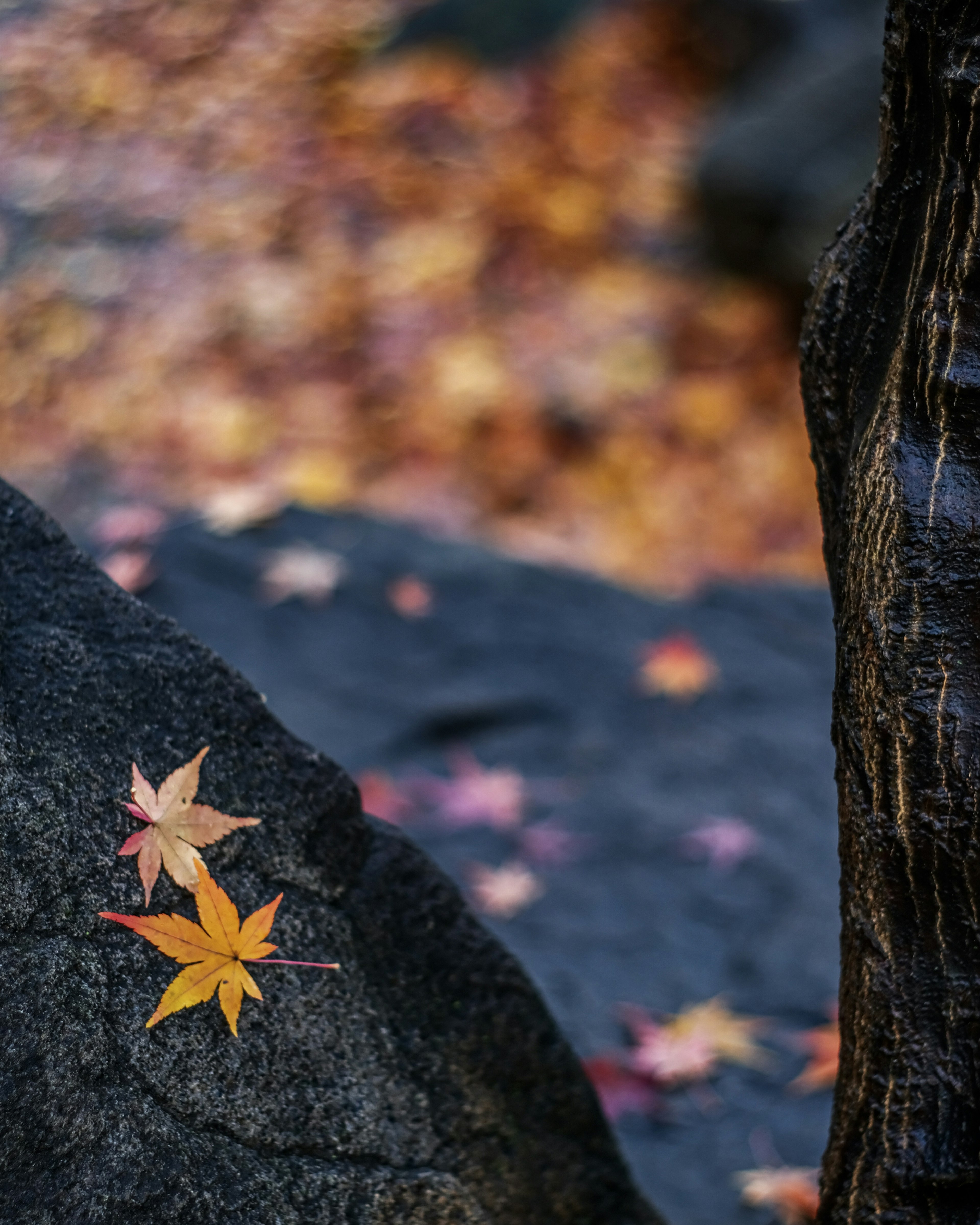 Yellow leaves on a rock with blurred autumn foliage in the background