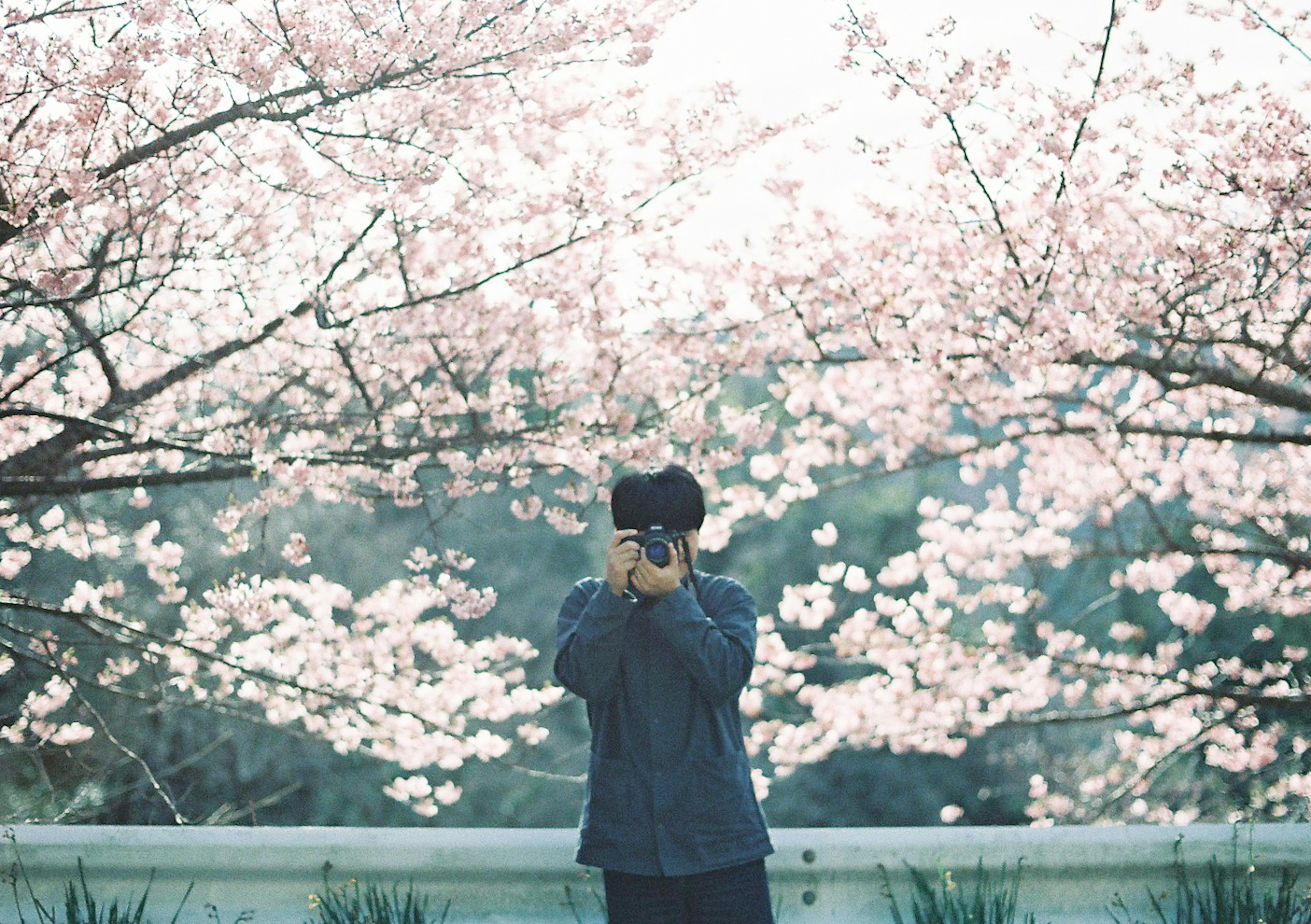 桜の木の下でカメラを構える人物の写真