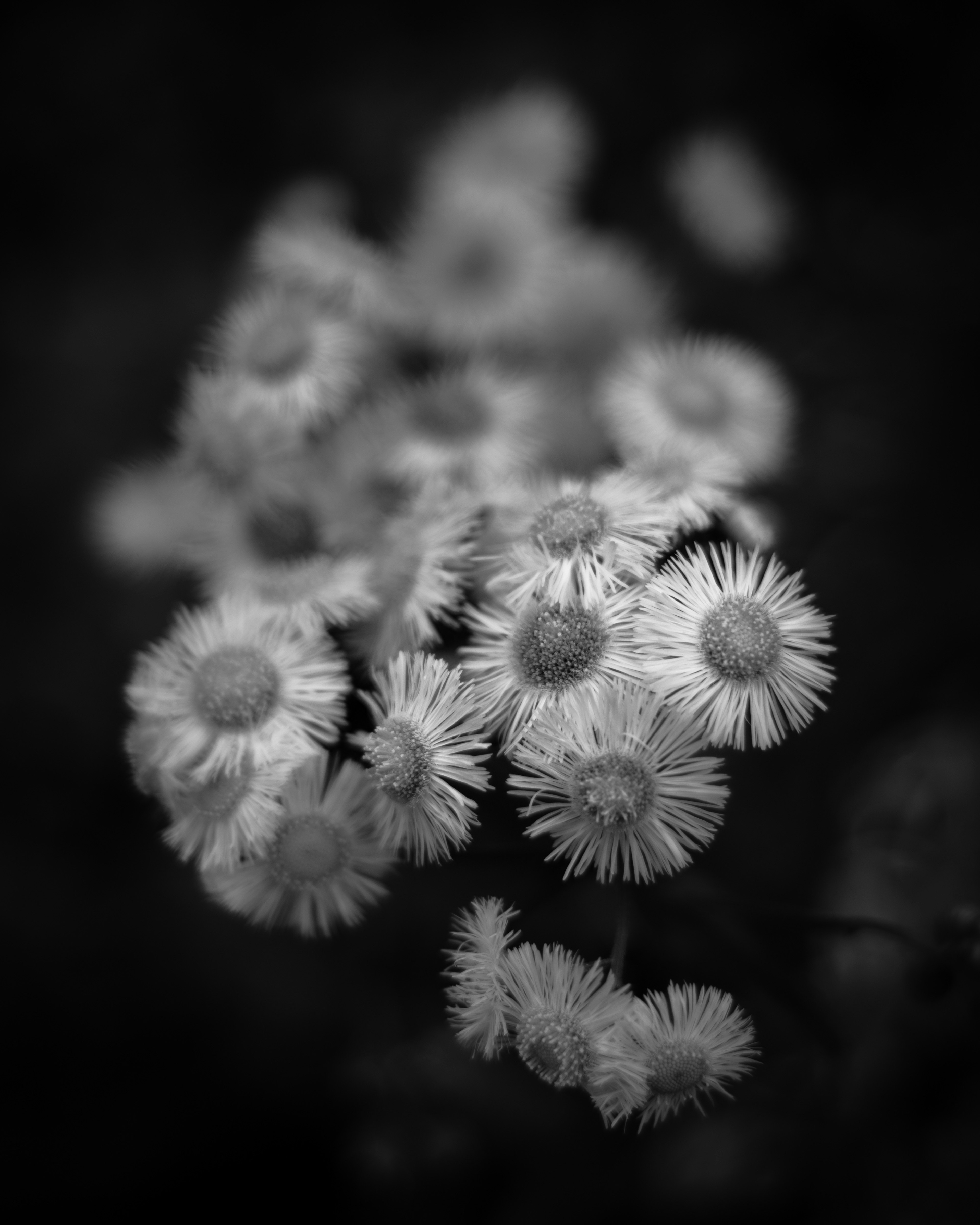 モノクロの花のクローズアップ ふんわりとした白い花びらが特徴