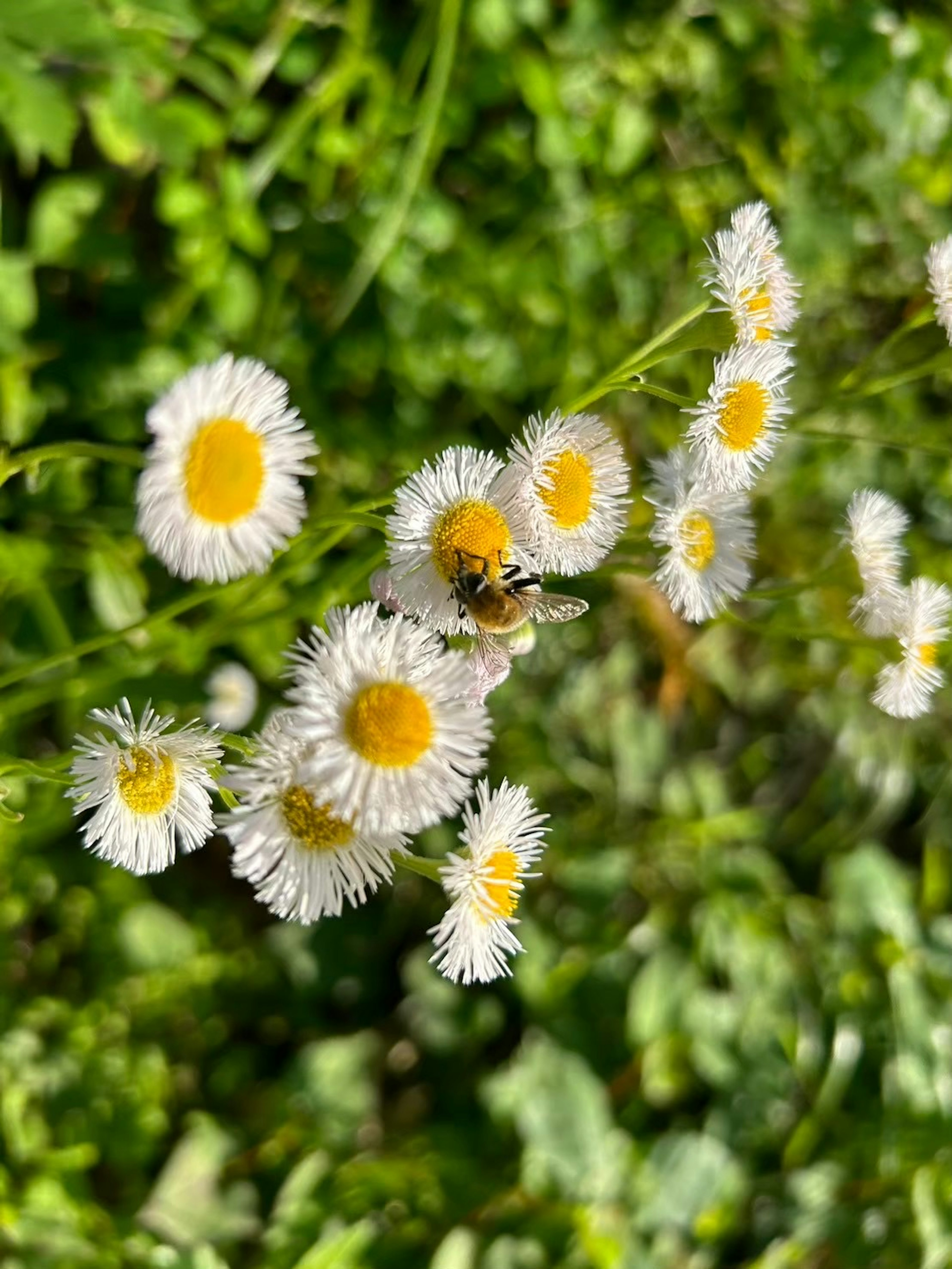 Un gruppo di piccoli fiori bianchi con centri gialli in un campo erboso con un'ape posata su un fiore