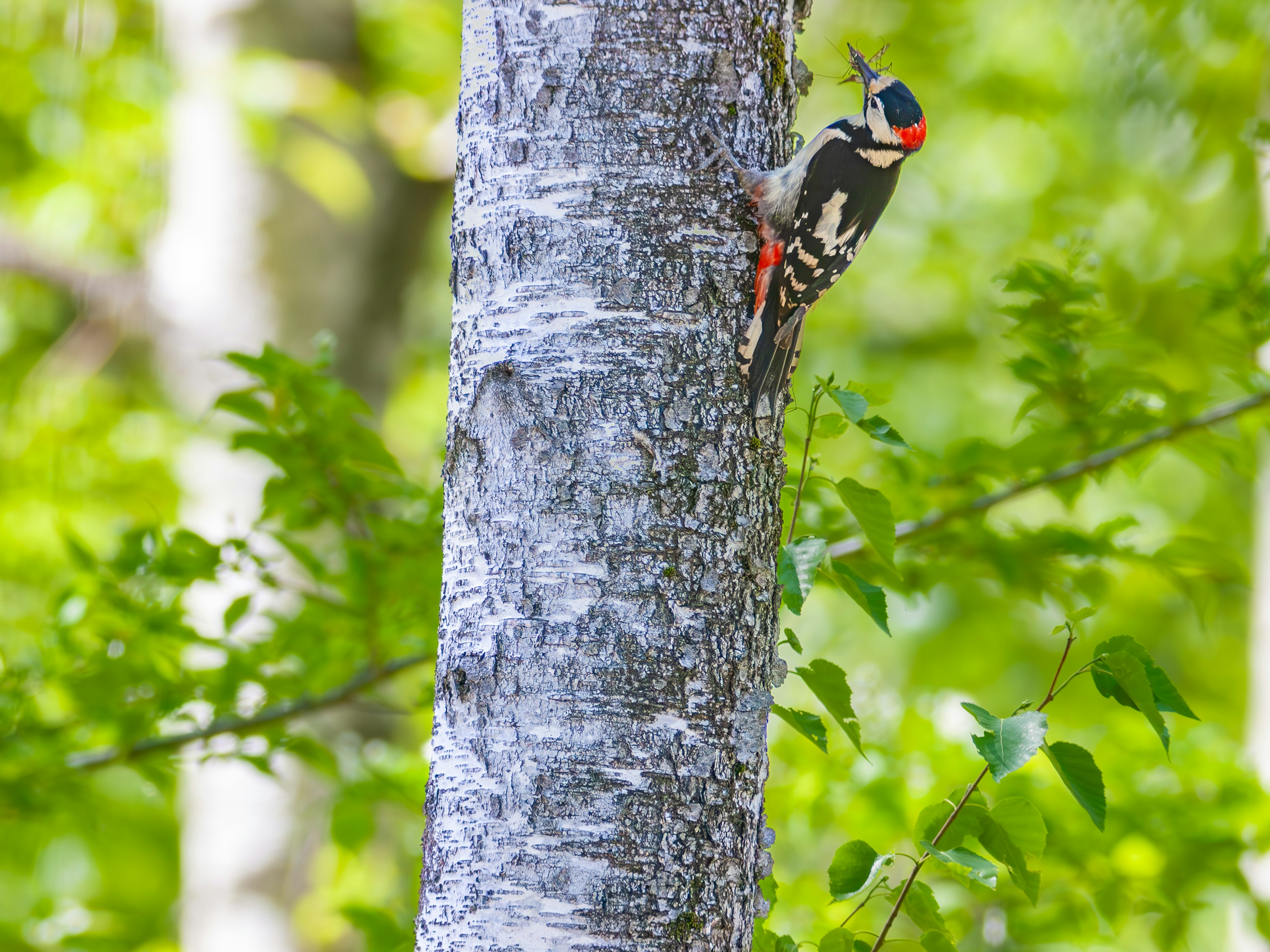 Pájaro carpintero colorido posado en un tronco de árbol