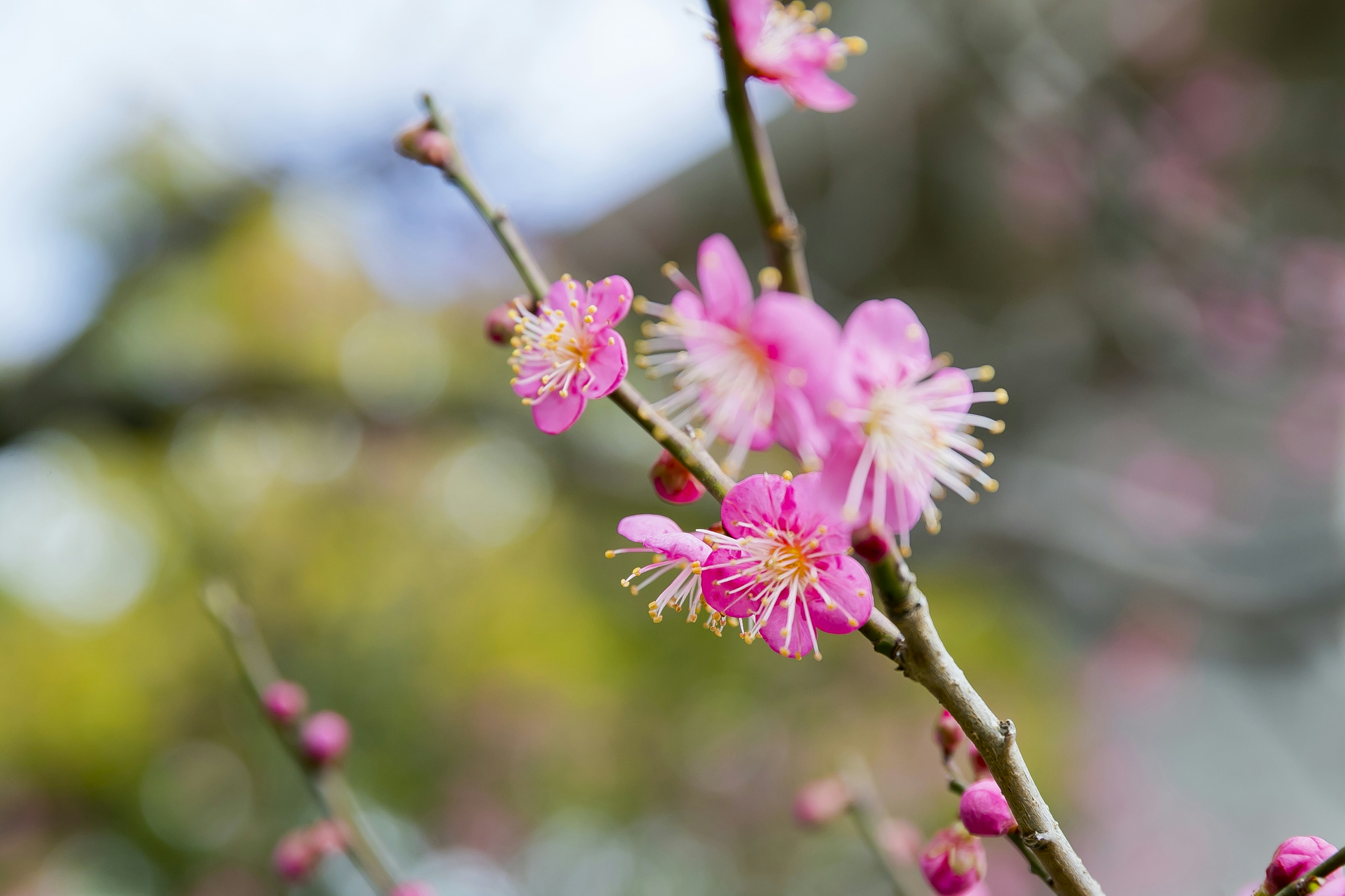 Zweig eines Pflaumenbaums mit schönen rosa Blüten