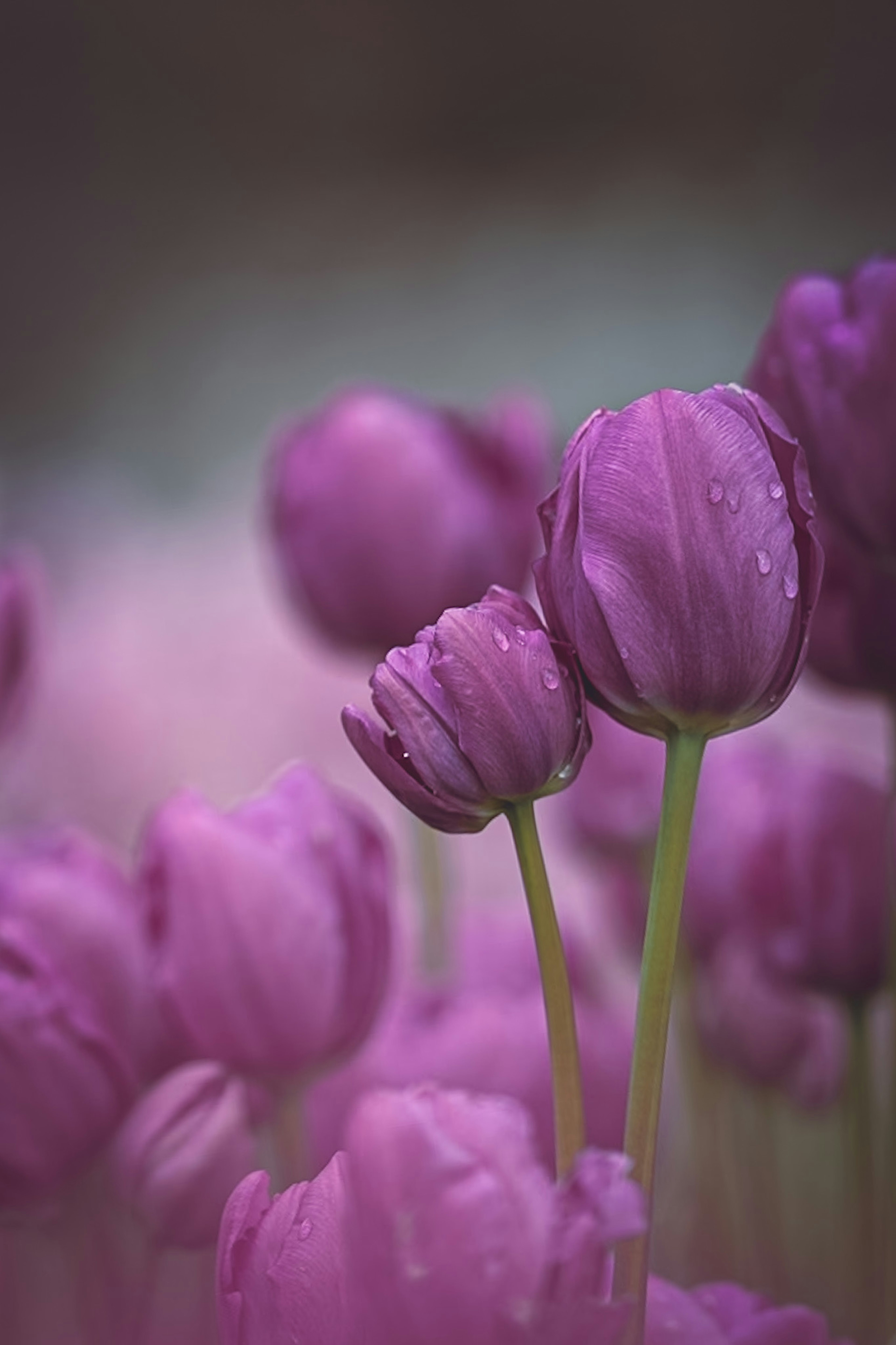 Tulipanes morados floreciendo con un fondo desenfocado