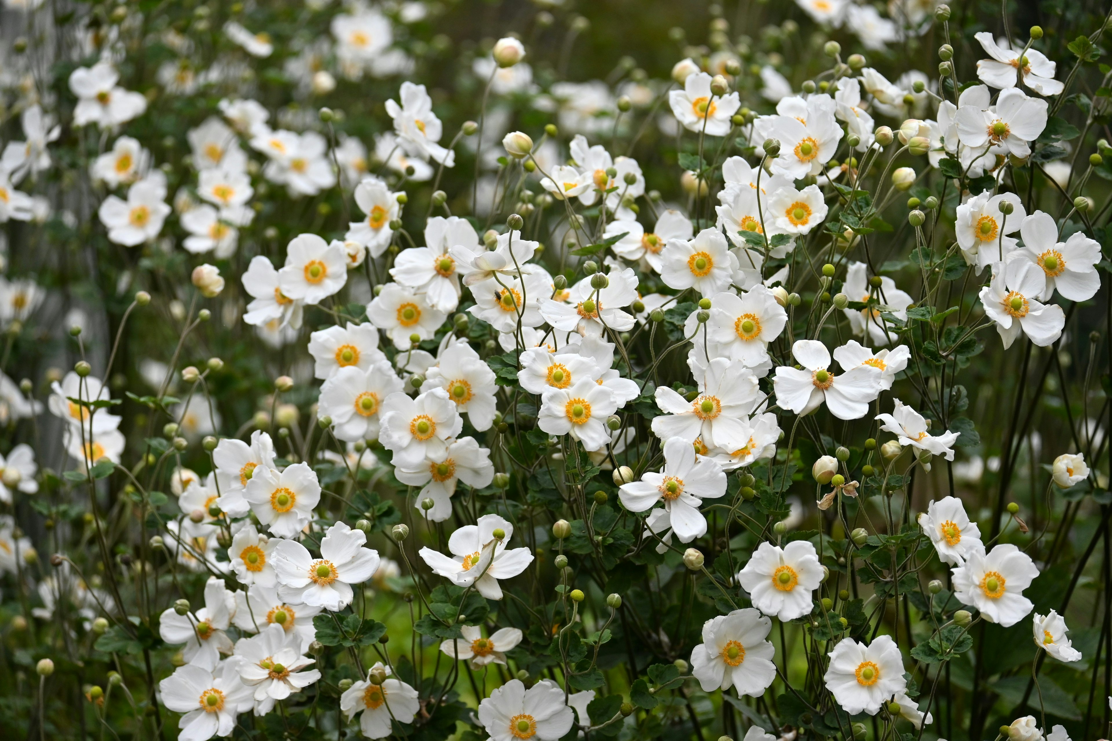 A cluster of white flowers with yellow centers