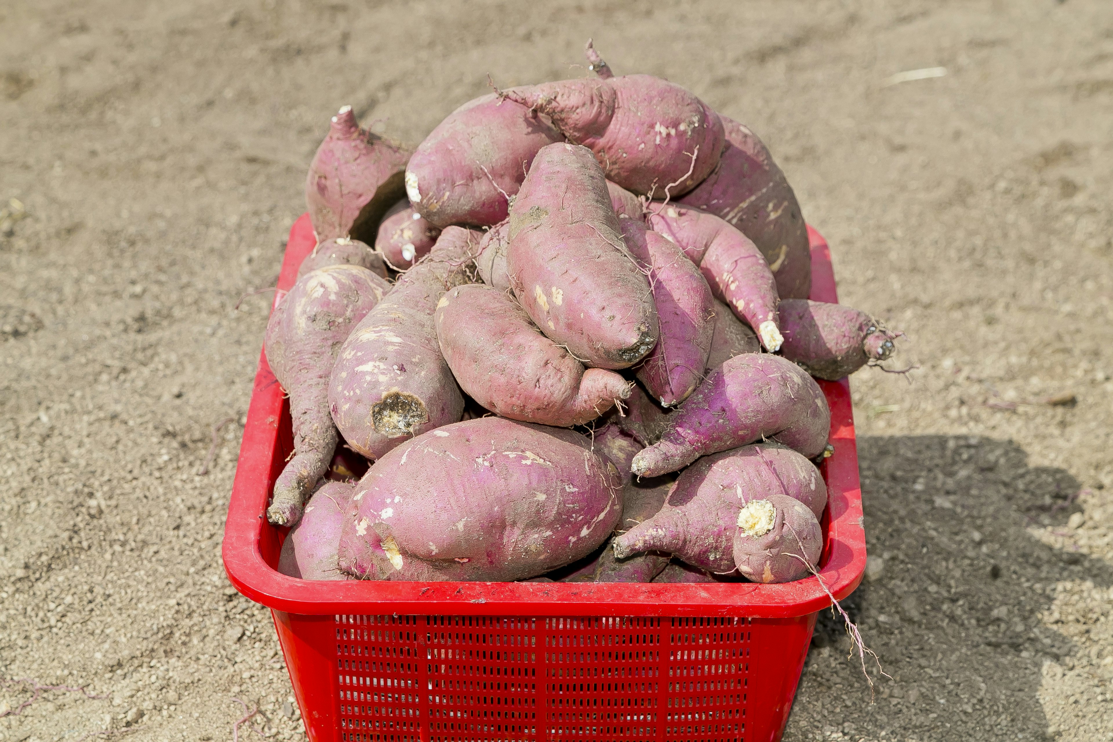 A red basket filled with purple sweet potatoes