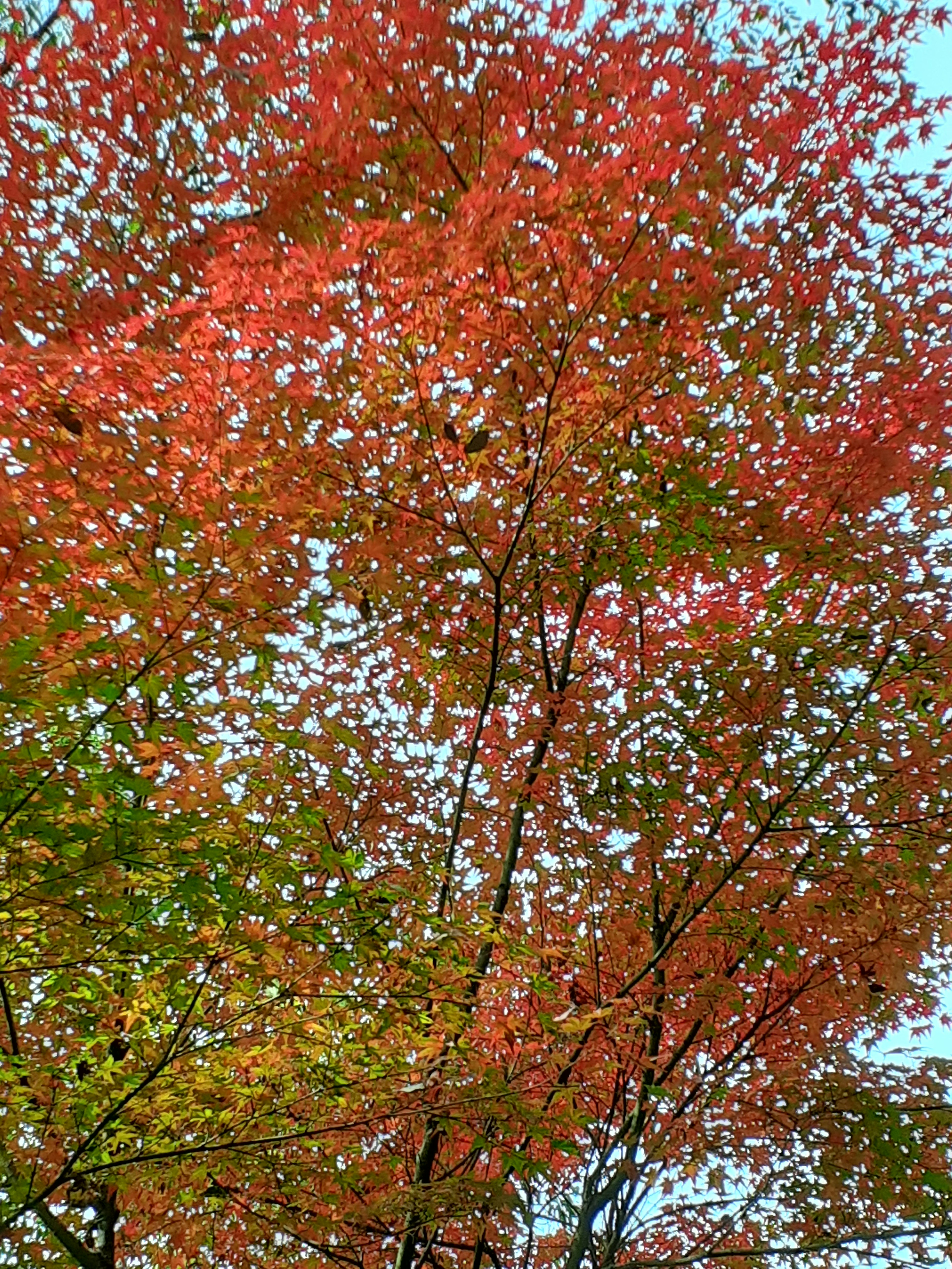 Primer plano de un árbol con hojas rojas y verdes vibrantes