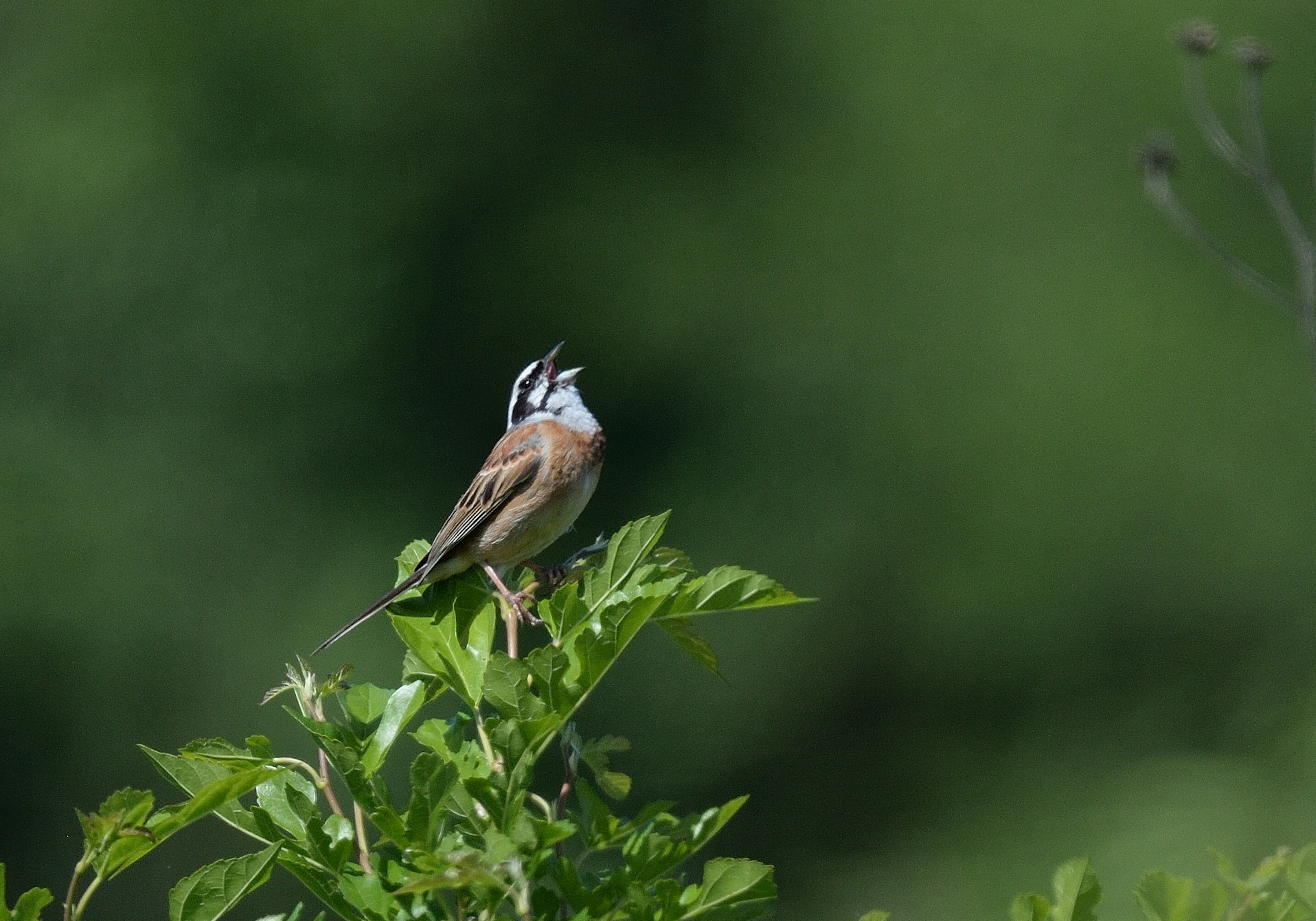 A bird singing on a branch against a green background