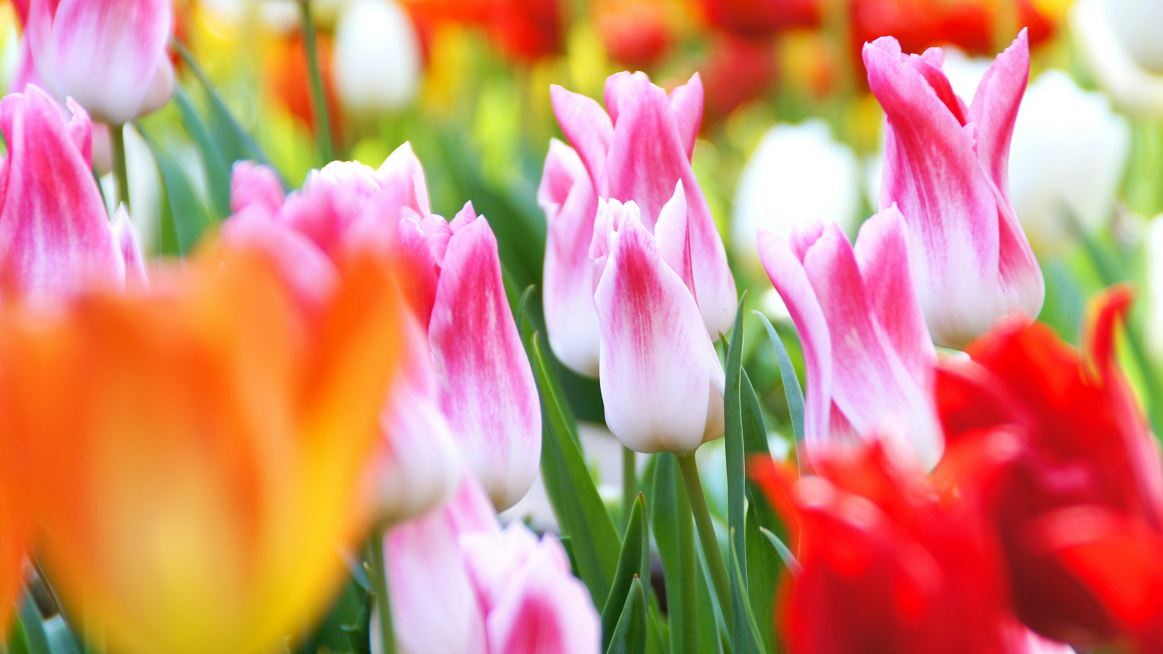 Close-up of a flower field with colorful tulips in bloom