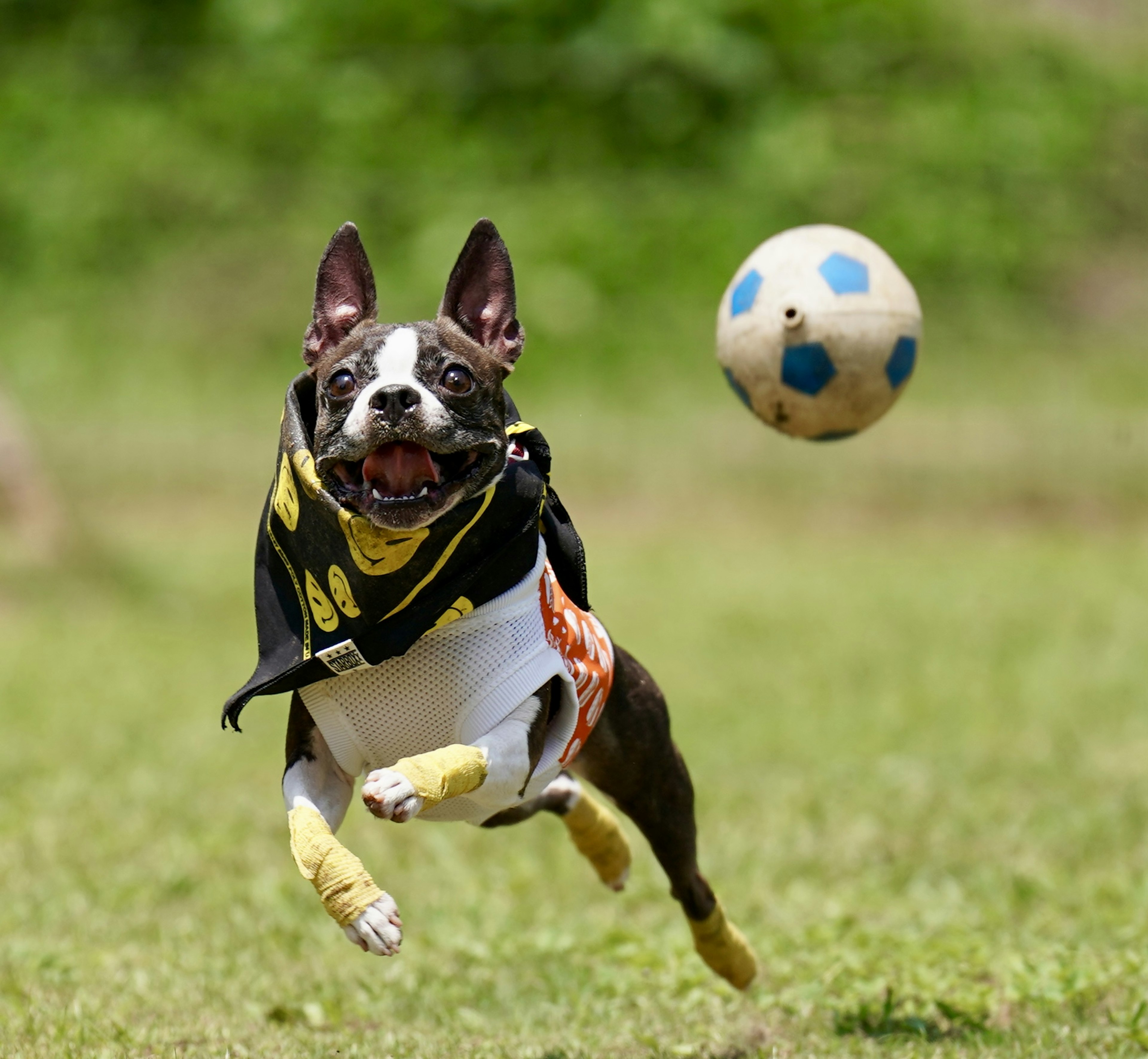 Un cane che salta mentre insegue un pallone da calcio