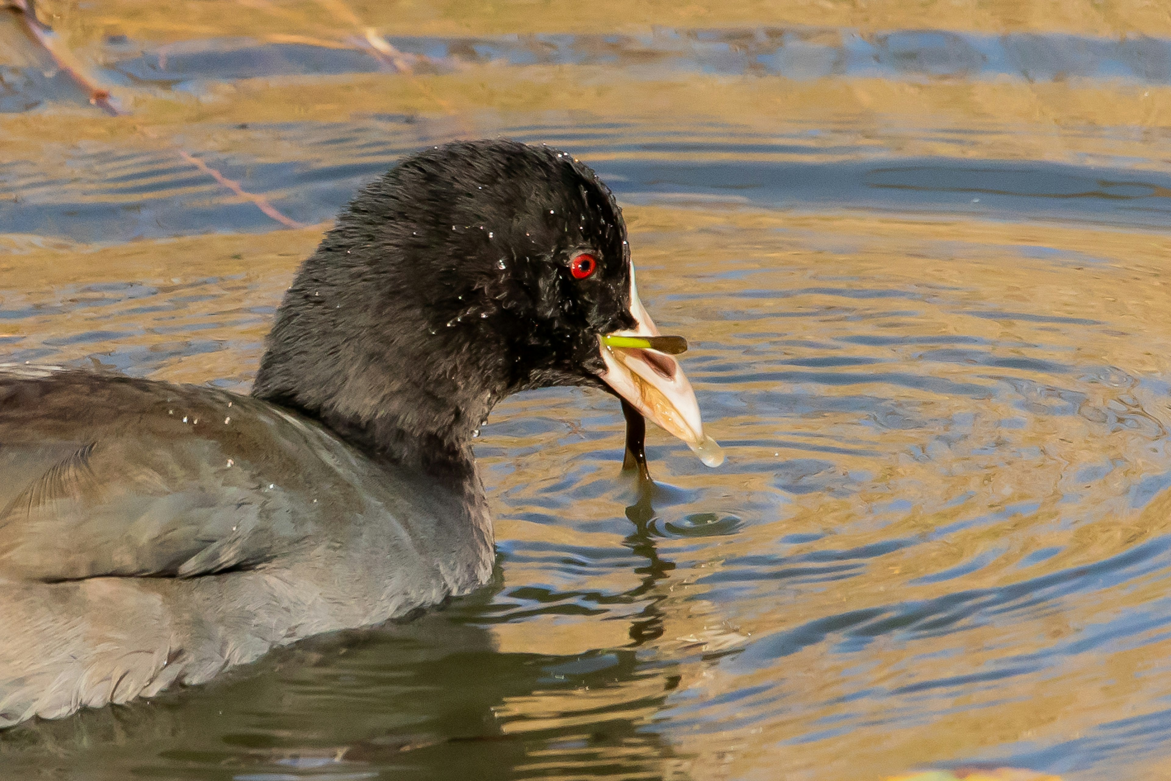 Nahaufnahme einer Blässhuhn, die an der Wasseroberfläche frisst