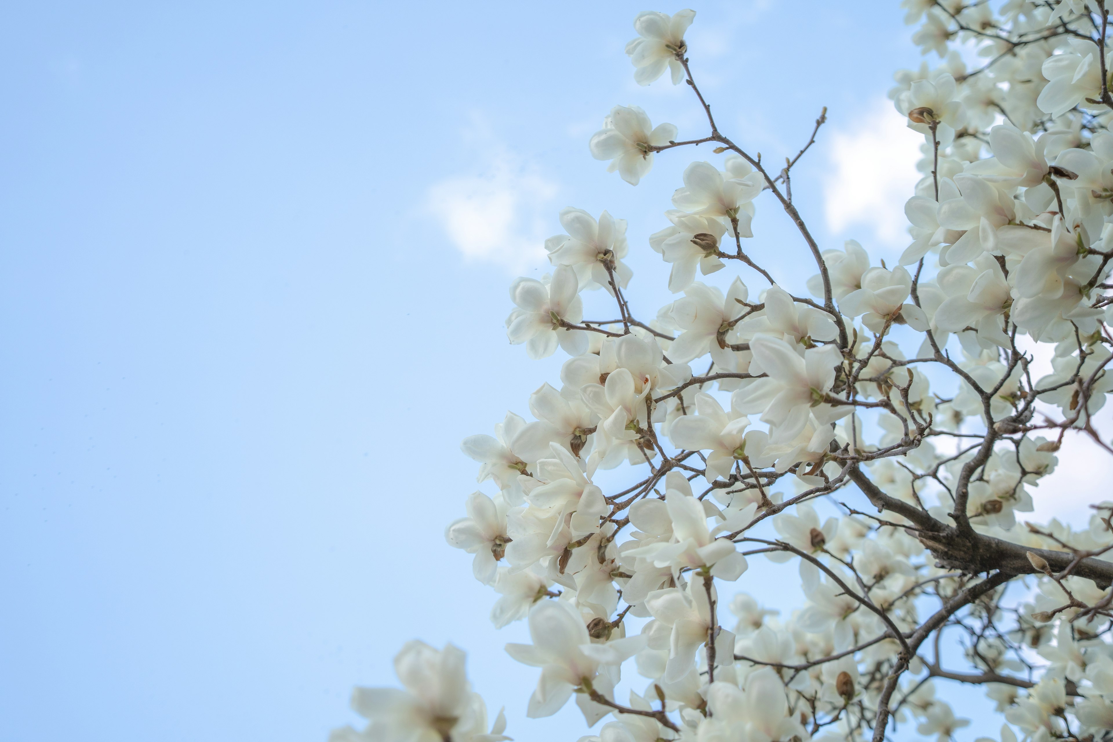 Une branche d'arbre avec des fleurs blanches sur fond de ciel bleu