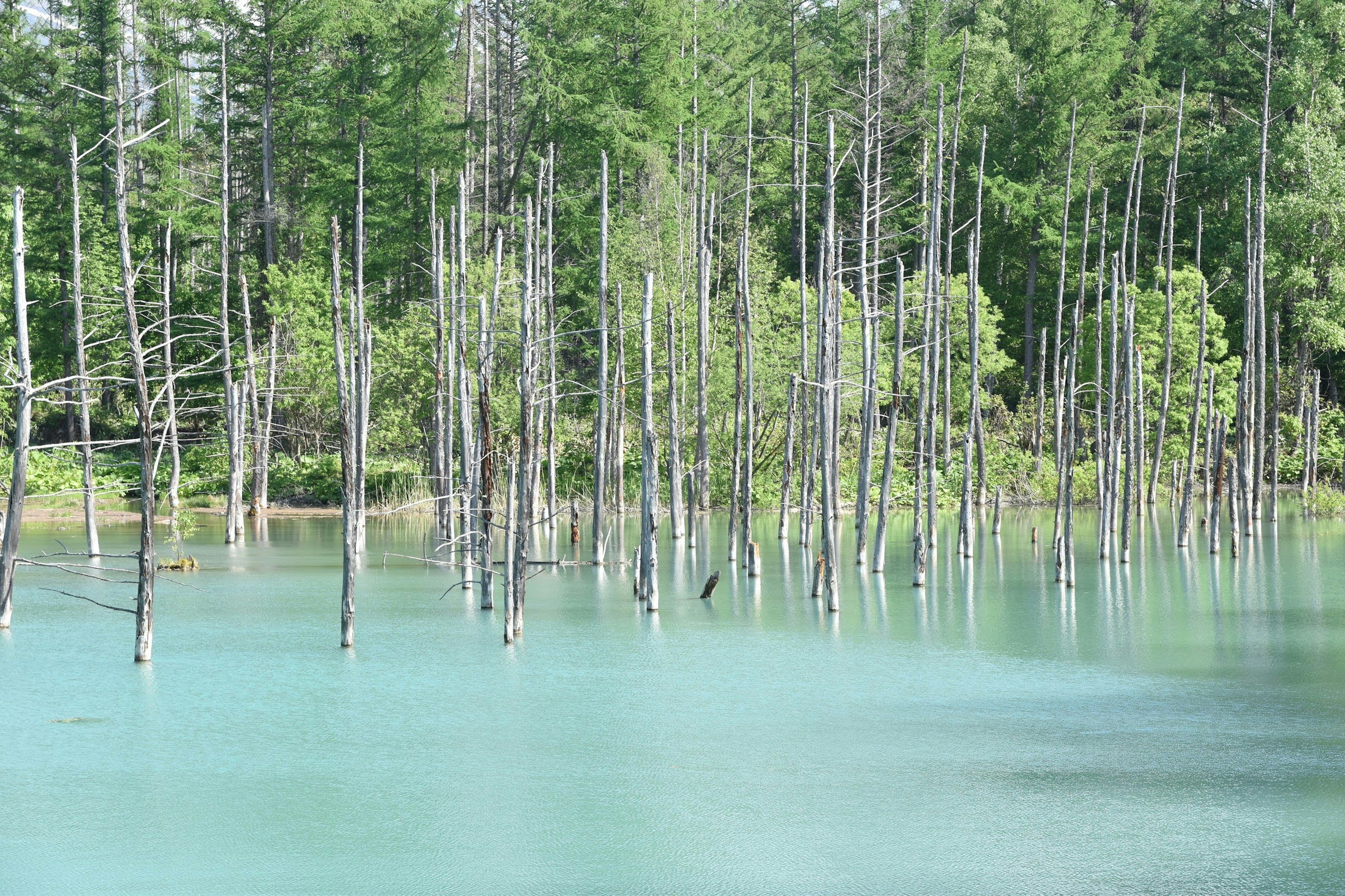 Landschaft mit toten Bäumen, die aus türkisfarbenem Wasser ragen und grünem Wald im Hintergrund