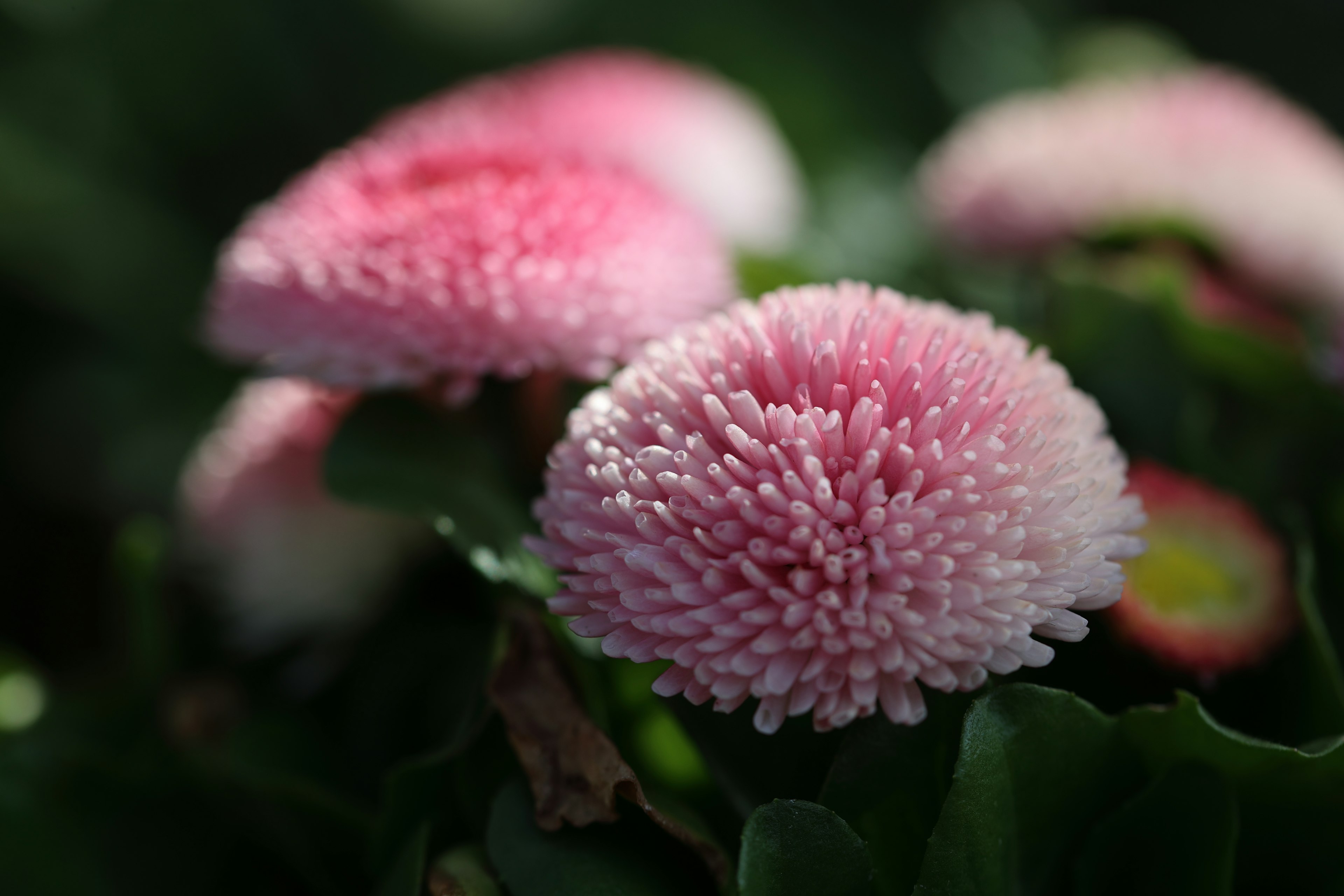 粉色菊花似的花朵盛開在綠色葉子上