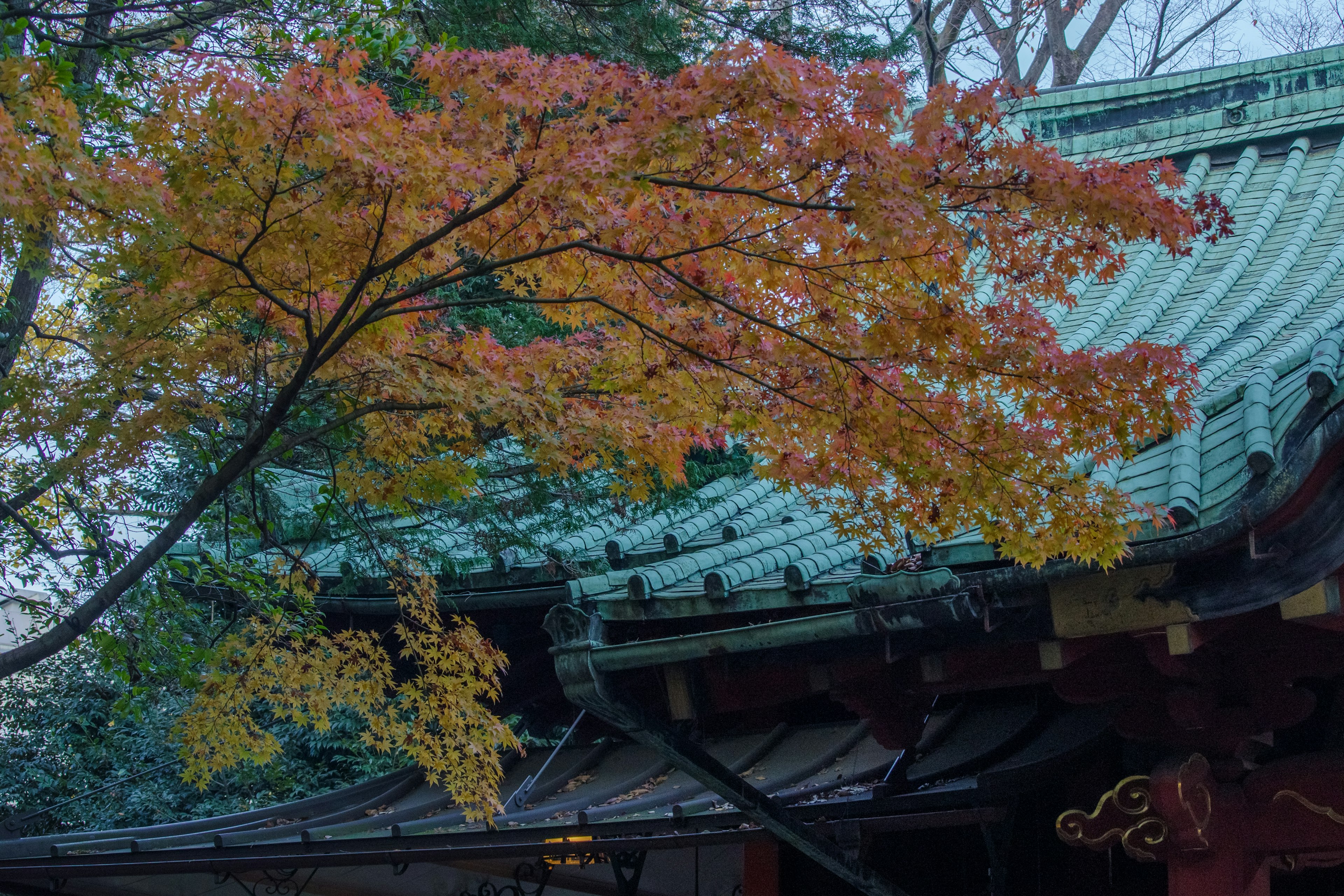 Autumn foliage with vibrant orange leaves against a traditional green roof