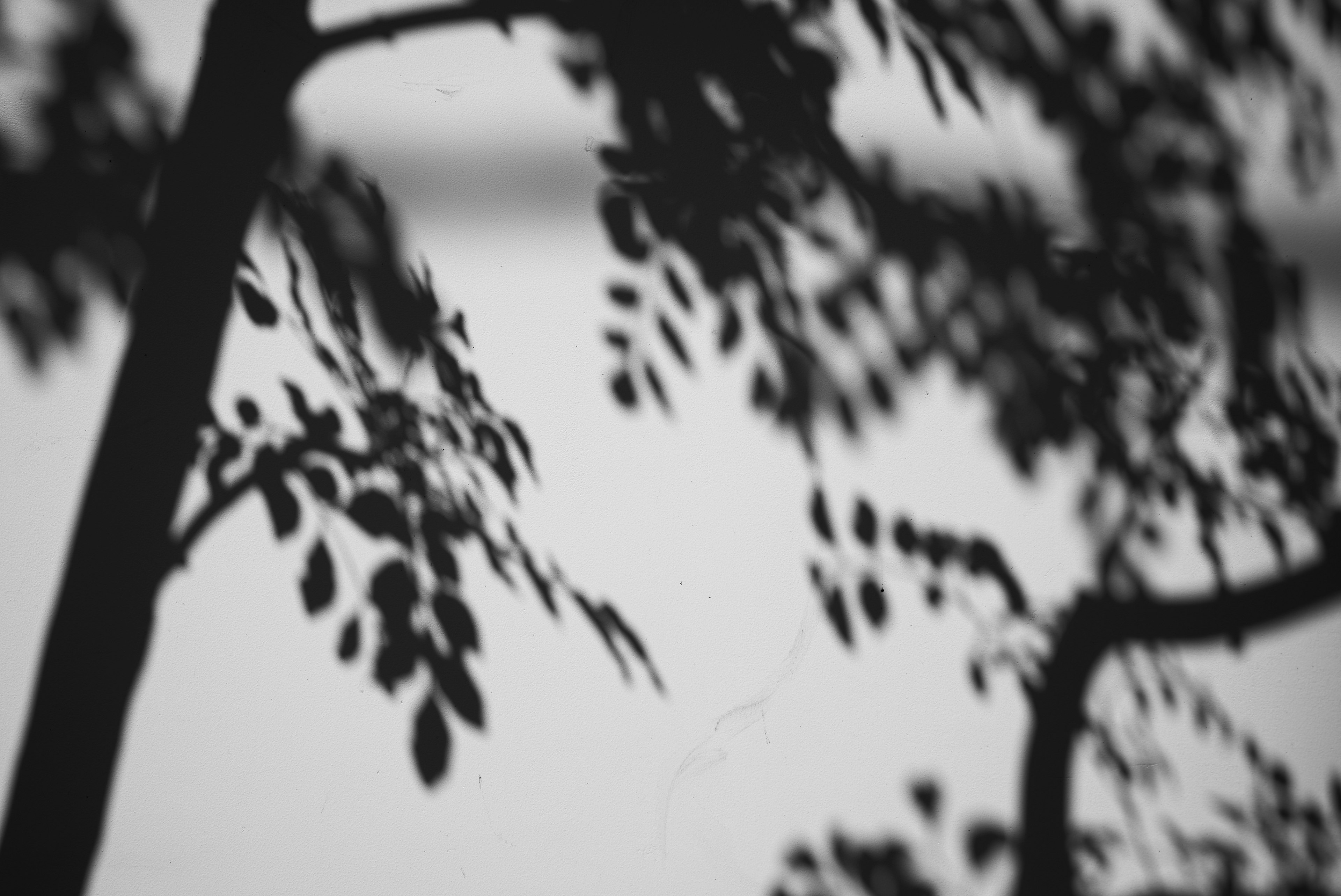 Blurred image of black leaf shadows against a light background