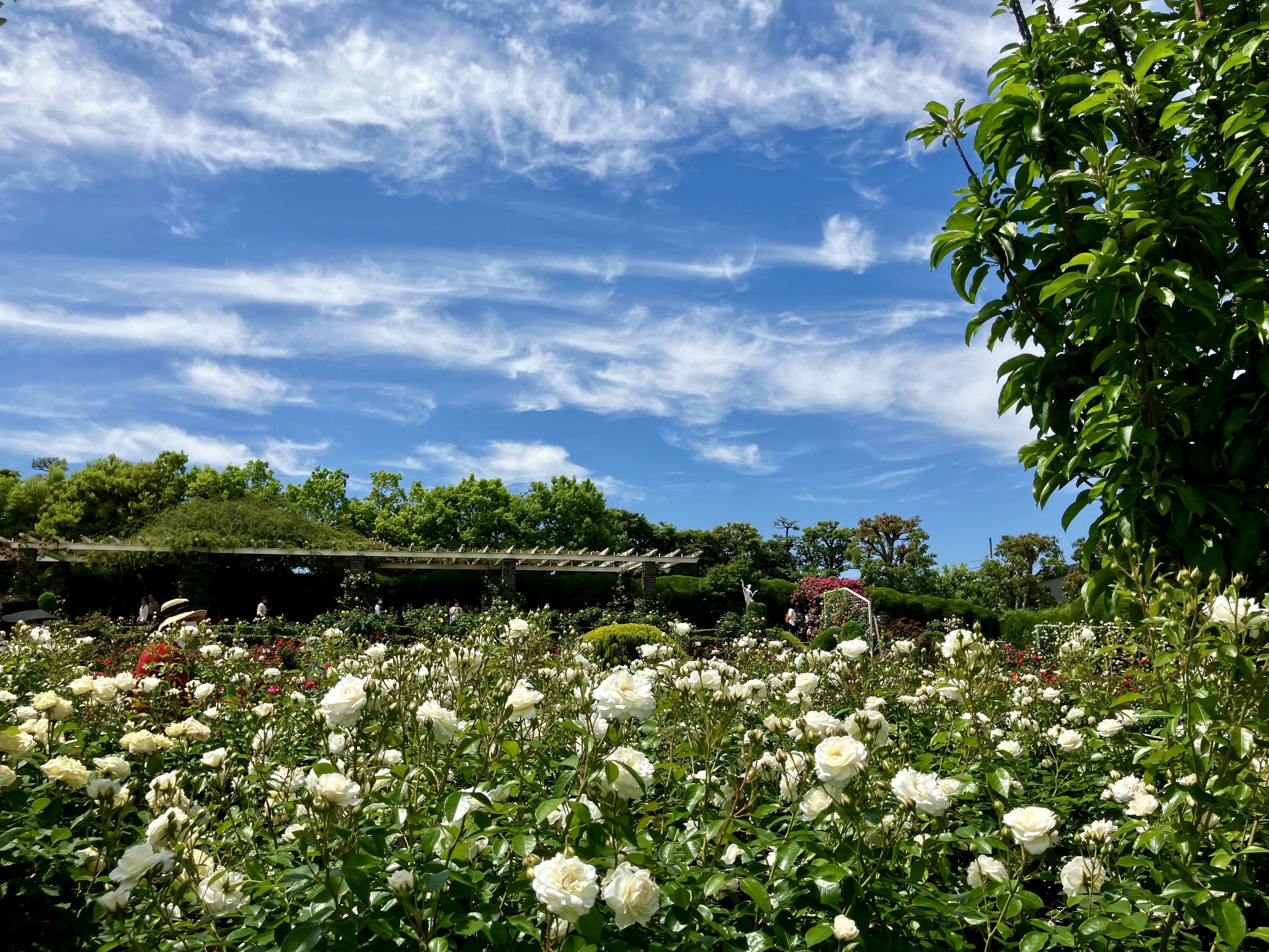 青空の下に広がる白いバラの花畑と緑の木々