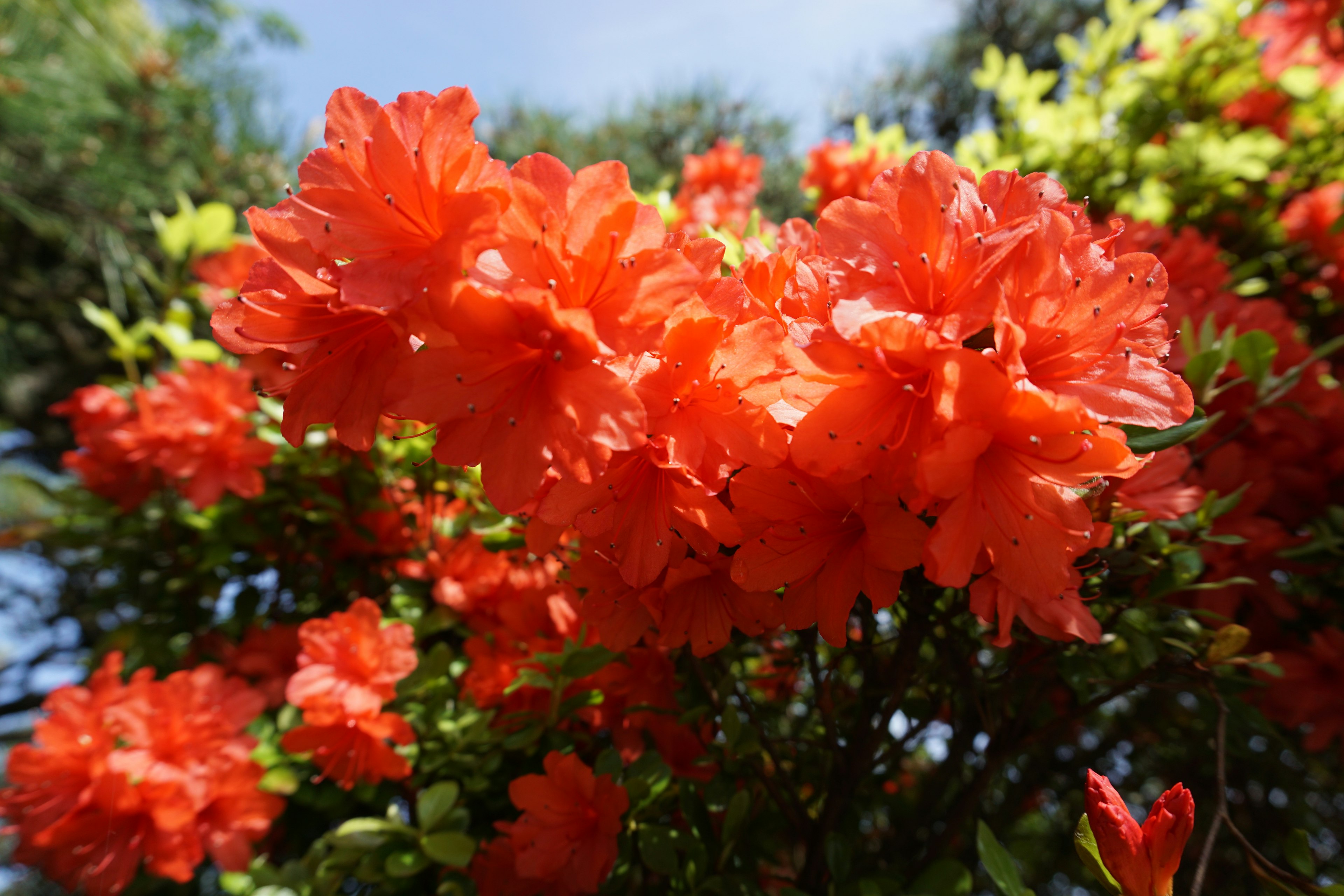 Leuchtend orange Azaleenblüten blühen in einem Garten