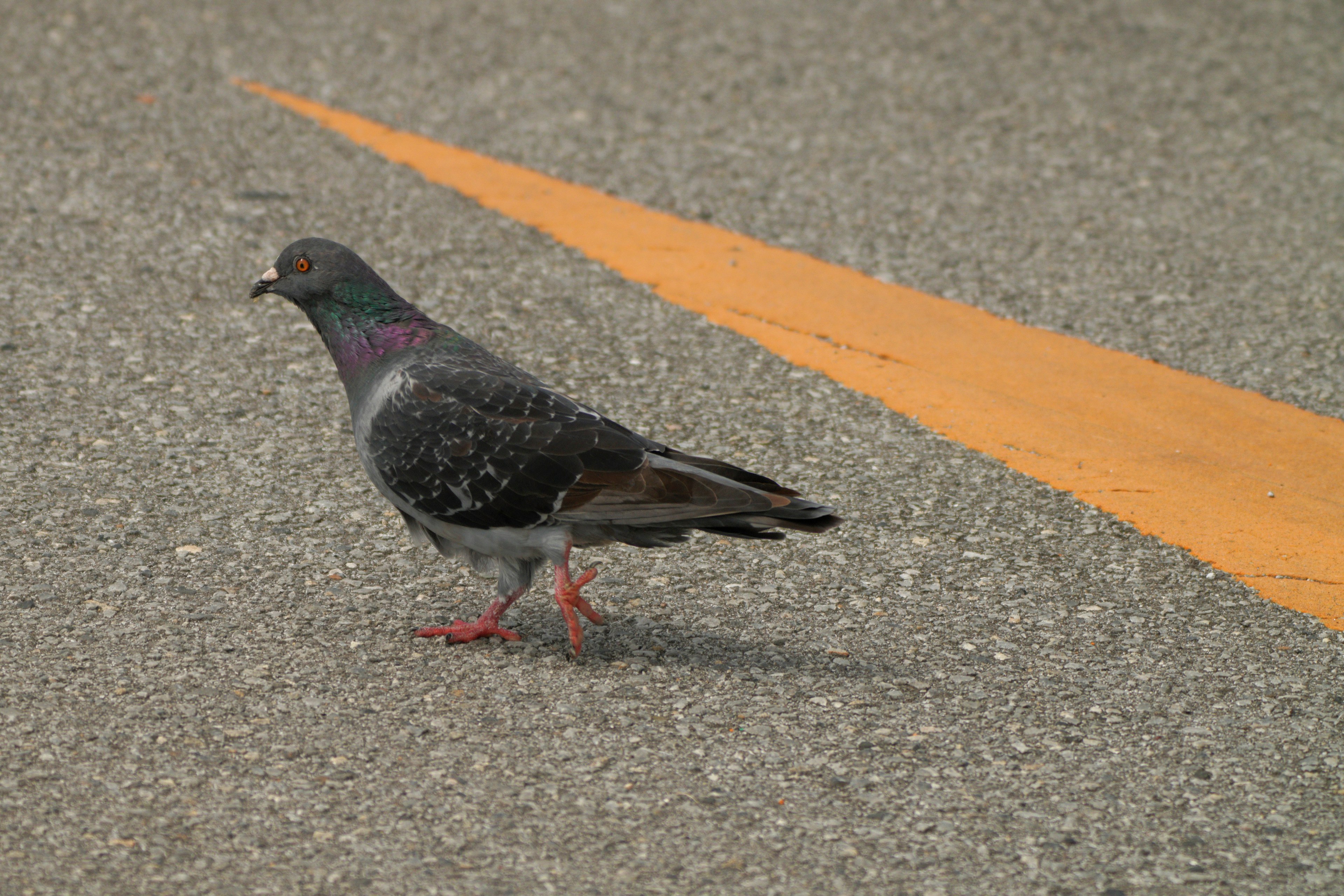 Un pigeon traversant la route avec une ligne orange