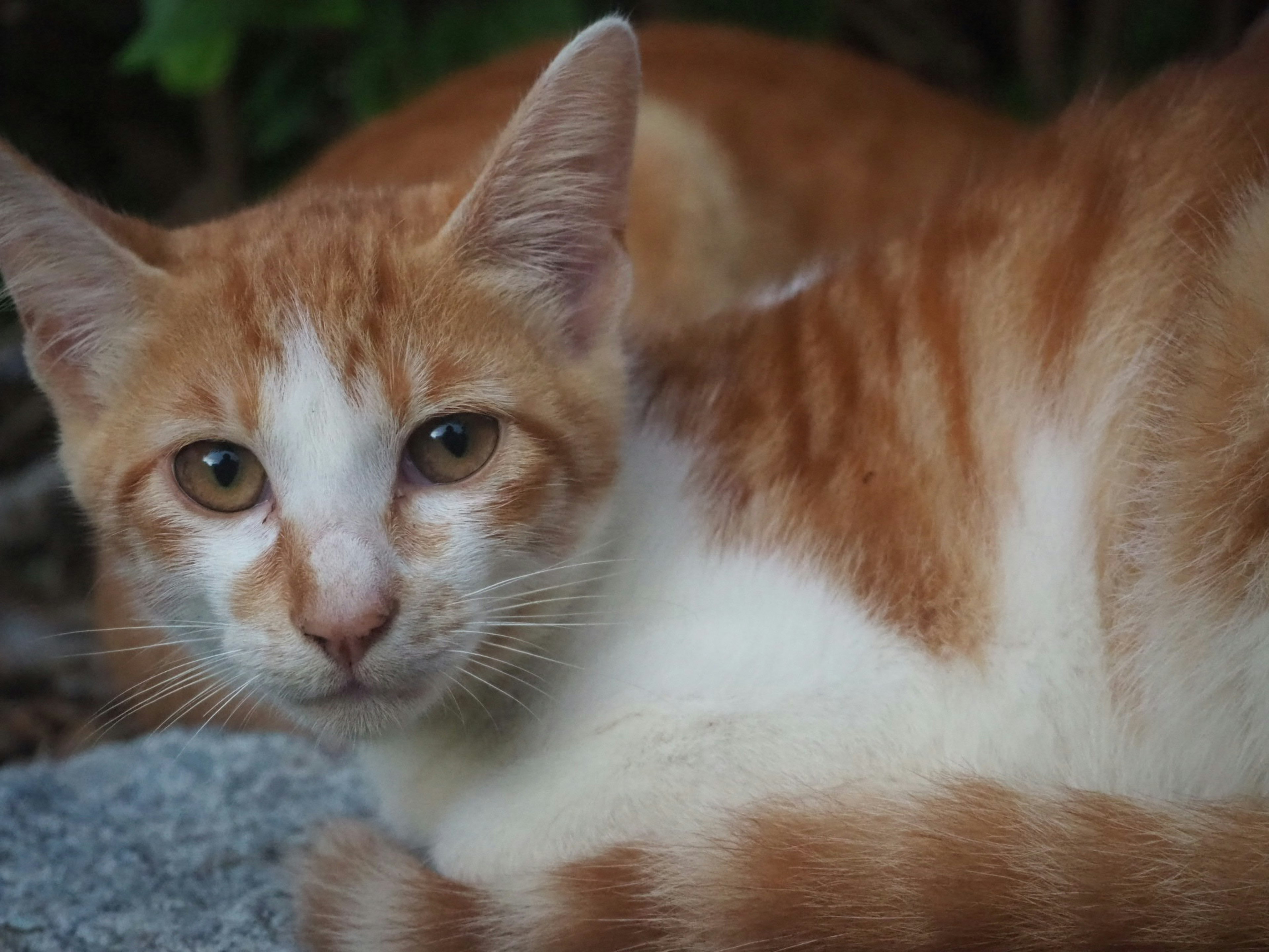 Chat rayé orange et blanc allongé sur une roche