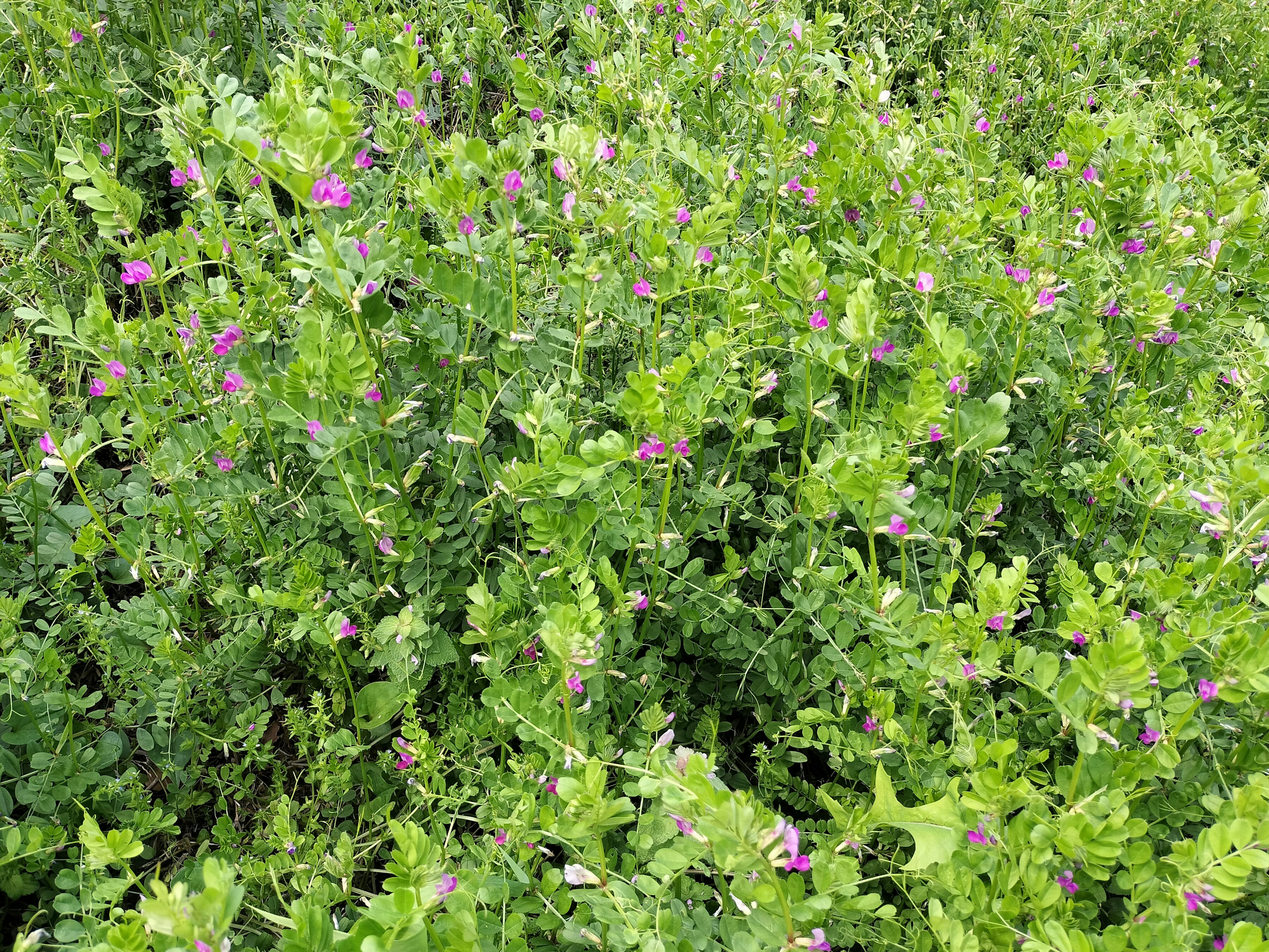 Fitta vegetazione con fiori viola in un campo